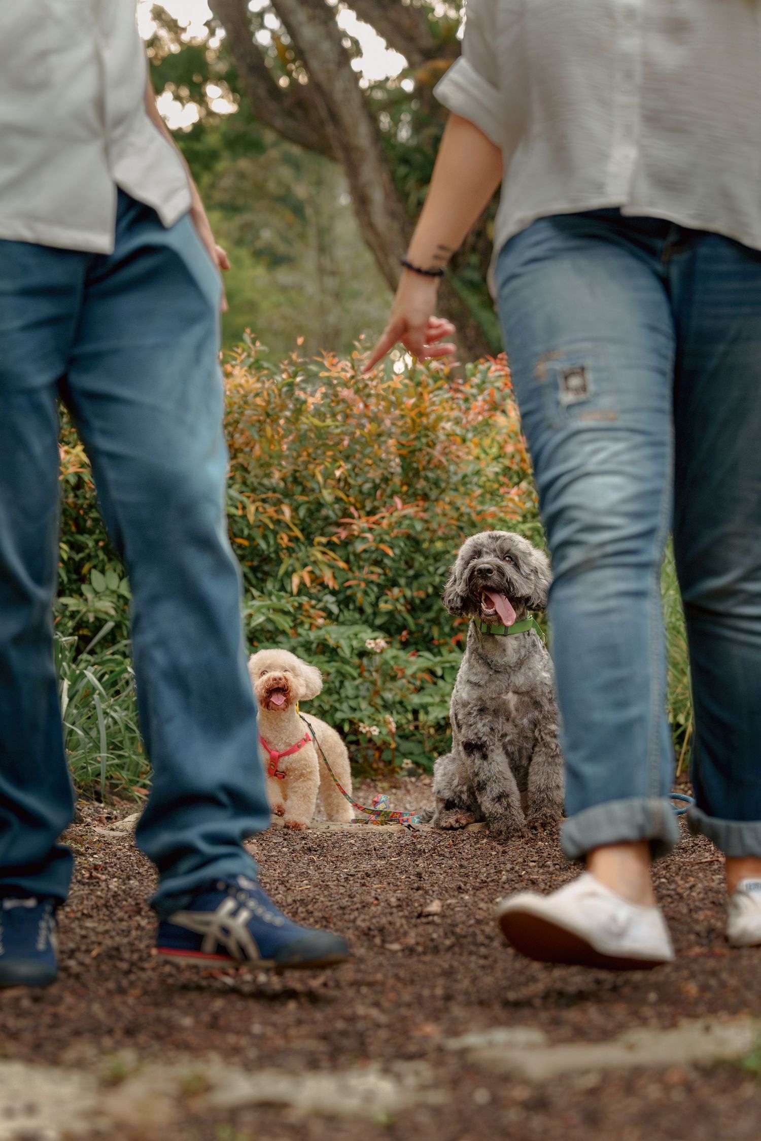 Dogs sitting patiently by their owners' feet on a dirt path.