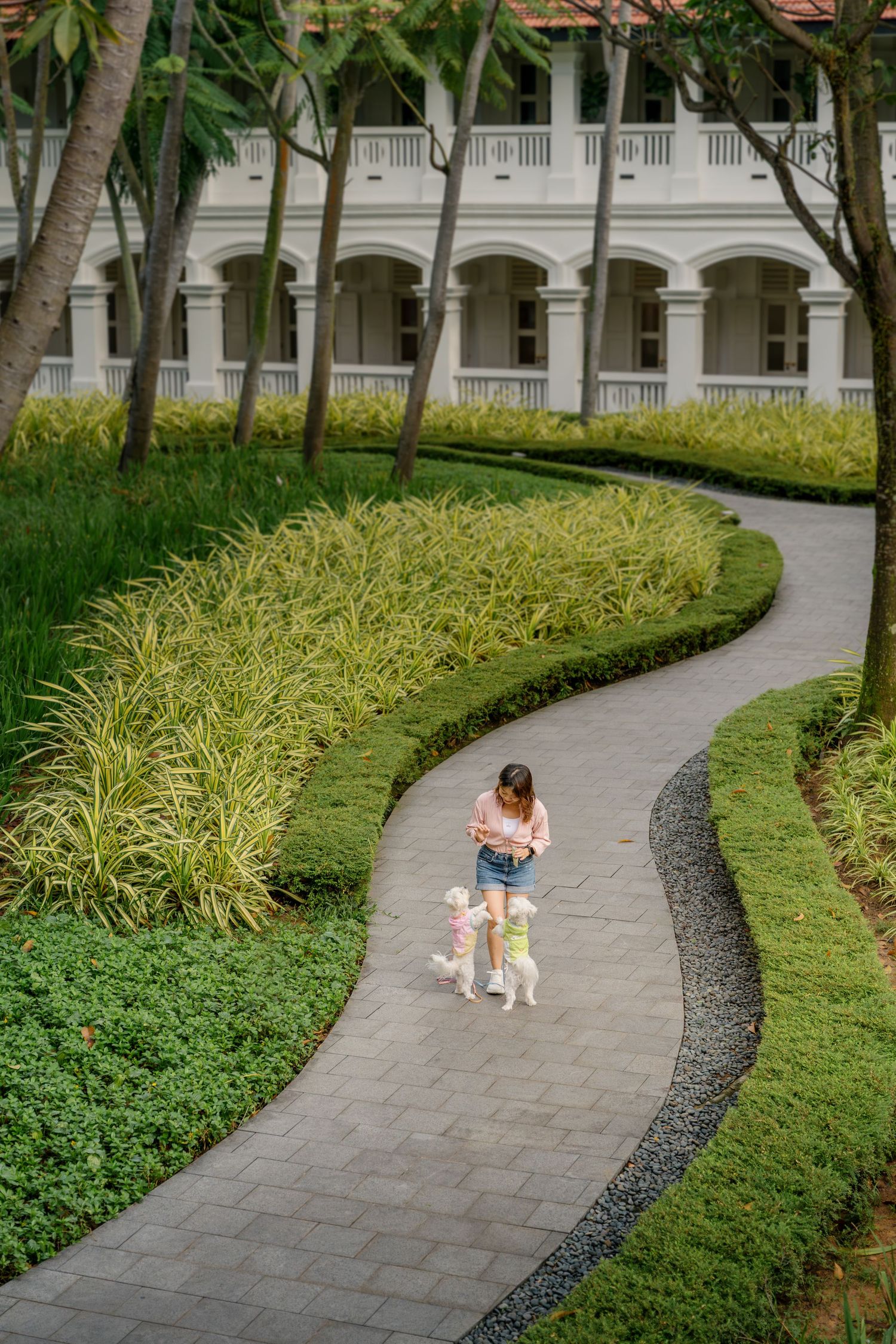A lady and her two Maltese dogs walking through a winding stone walkway at Capella Singapore through a peaceful garden setting.