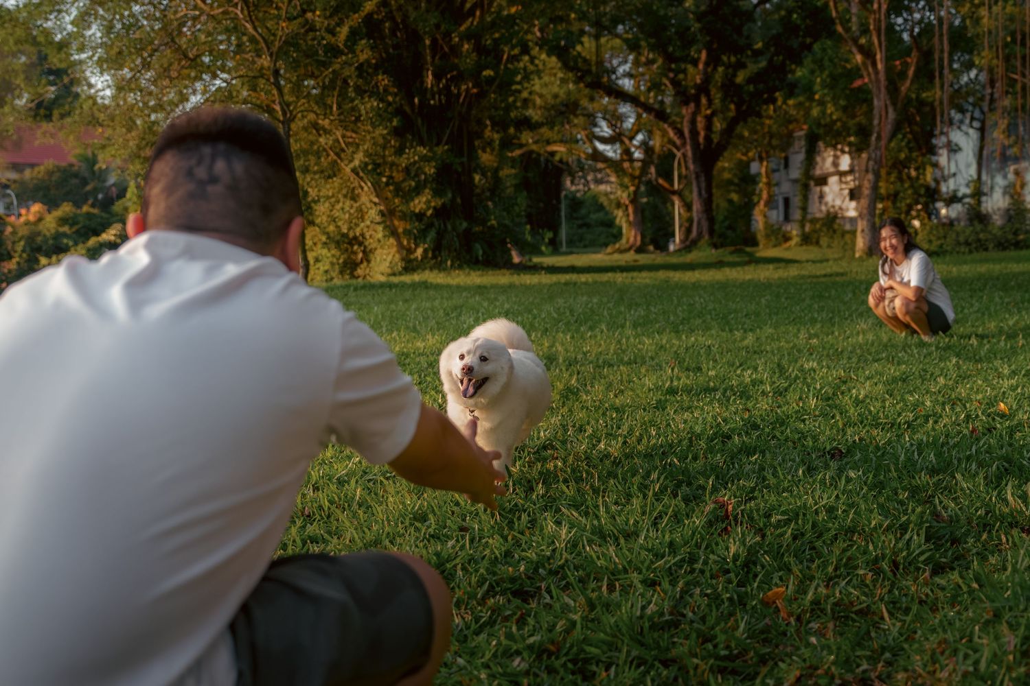 Someone playing with a white dog in a park during golden hour.