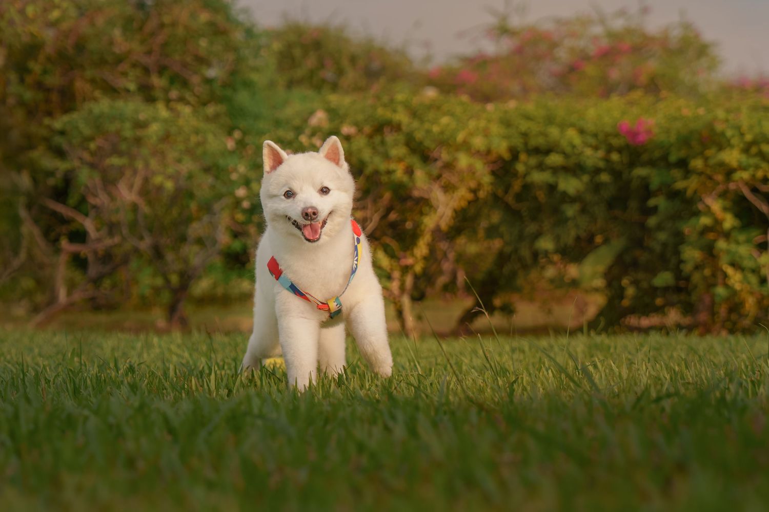 A white dog sits and poses in various positions on green grass during a sunny day.