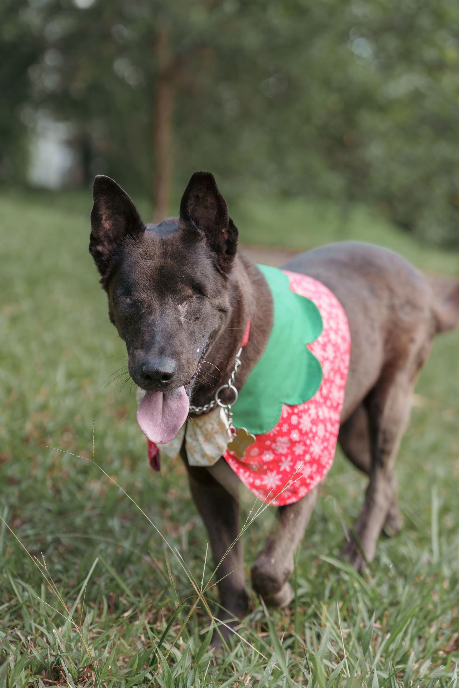 A dark-colored dog wearing a festive red and green bandana walks through grass.