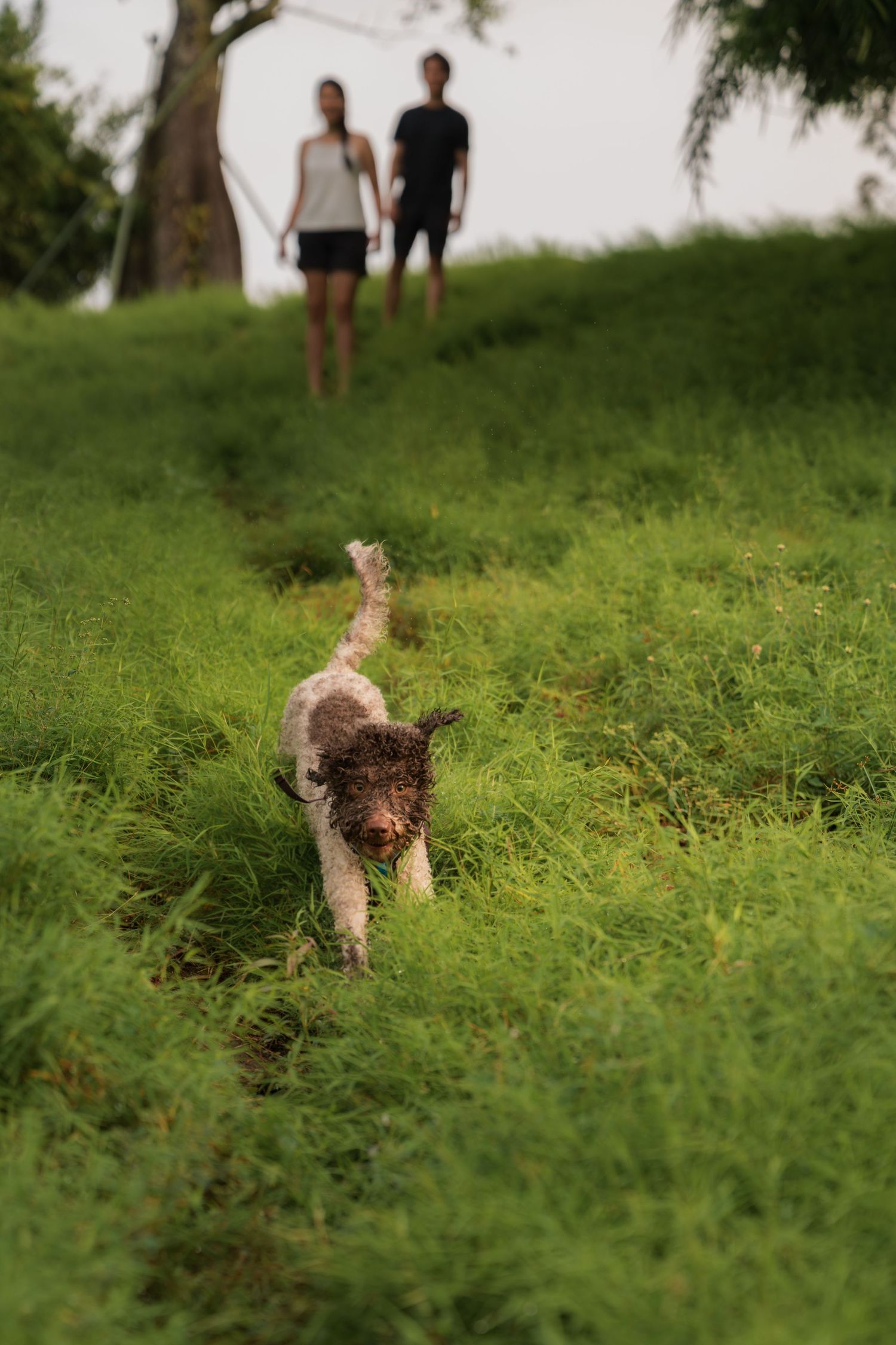Cat stalking playfully through tall grass while people watch from a distance in a park setting.