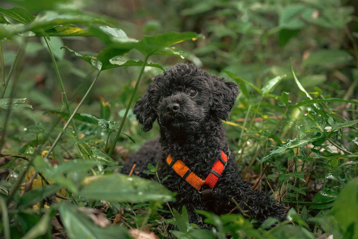 A small black poodle puppy with curly fur explores outdoors in green grass and foliage at Bukit Brown Singapore