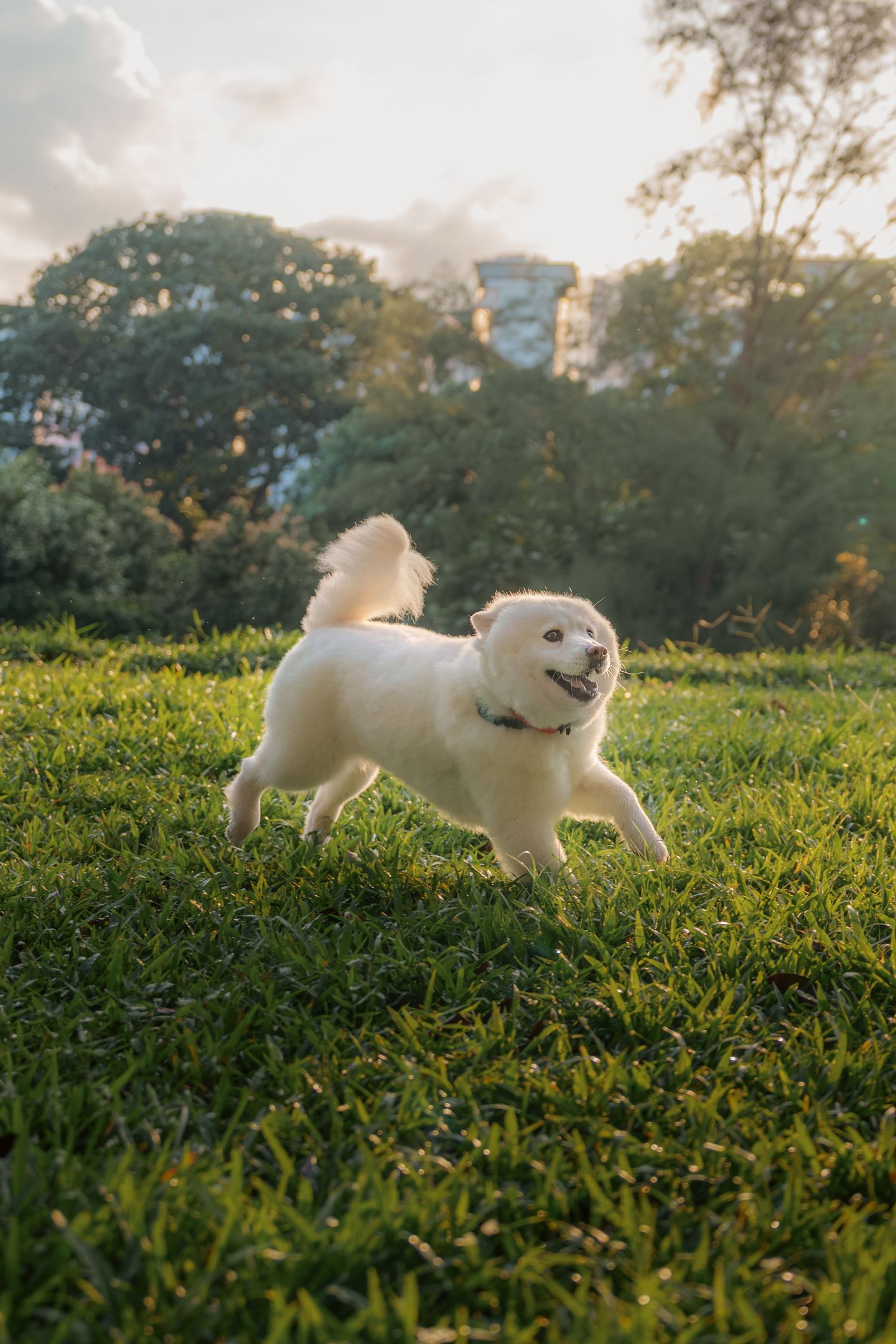 A happy white dog running and playing on grass during sunset.