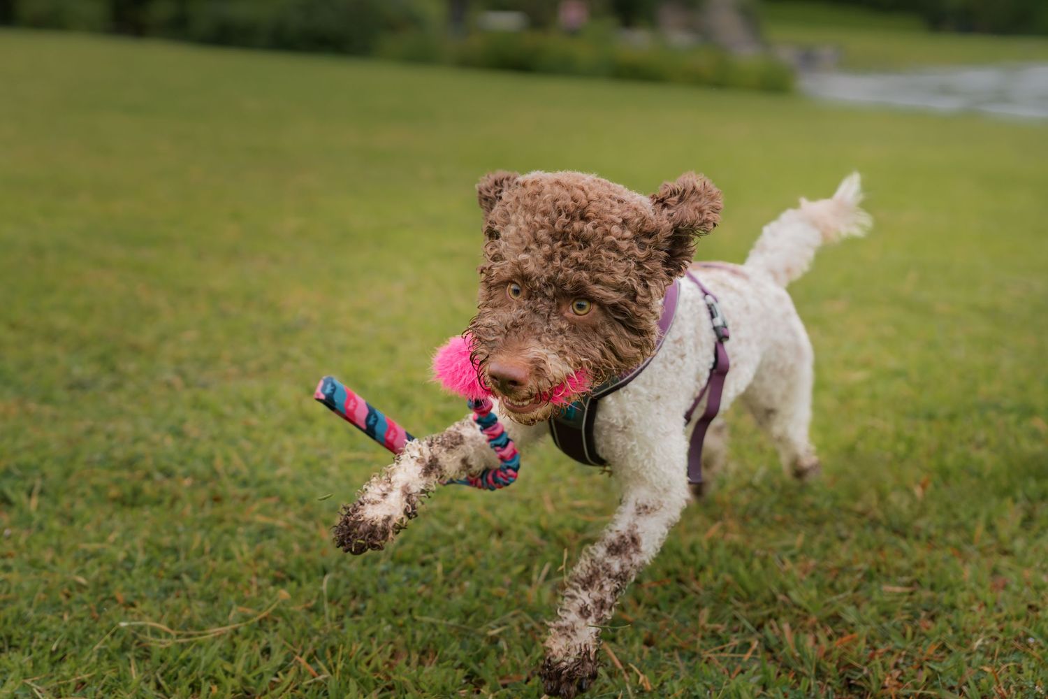A white and brown dog runs and plays with a ball in a grassy field on a sunny day.