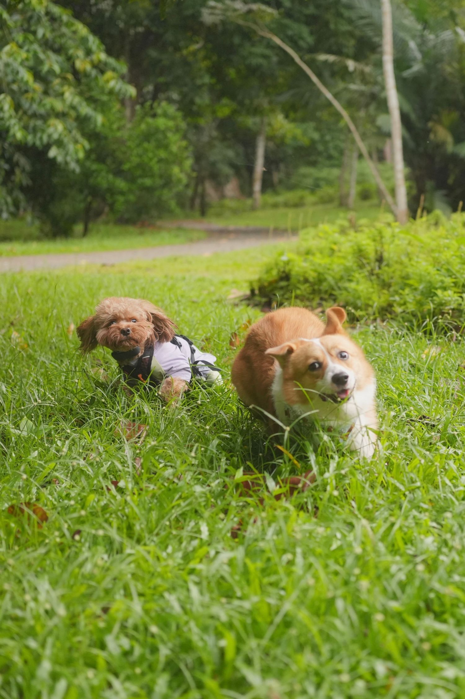 Multiple dogs lying together in a row on lush green grass in a park setting at Pulau Ubin