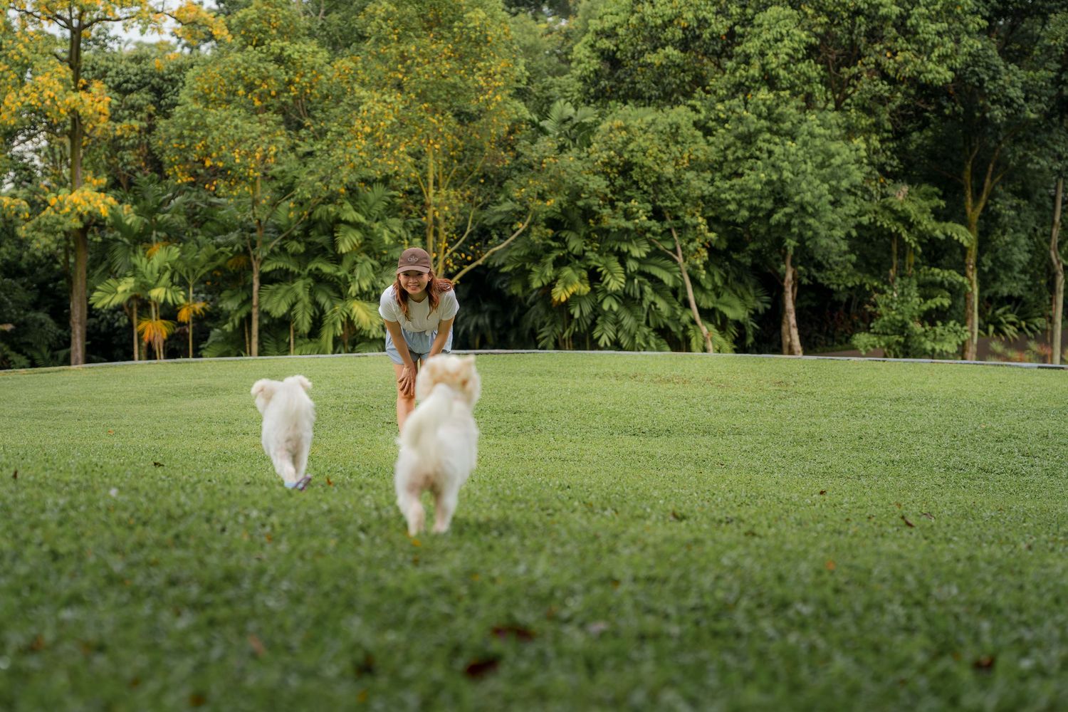 White Maltese dogs running playfully towards their lady owner through a lush green field surrounded by trees on a sunny day at Capella Singa