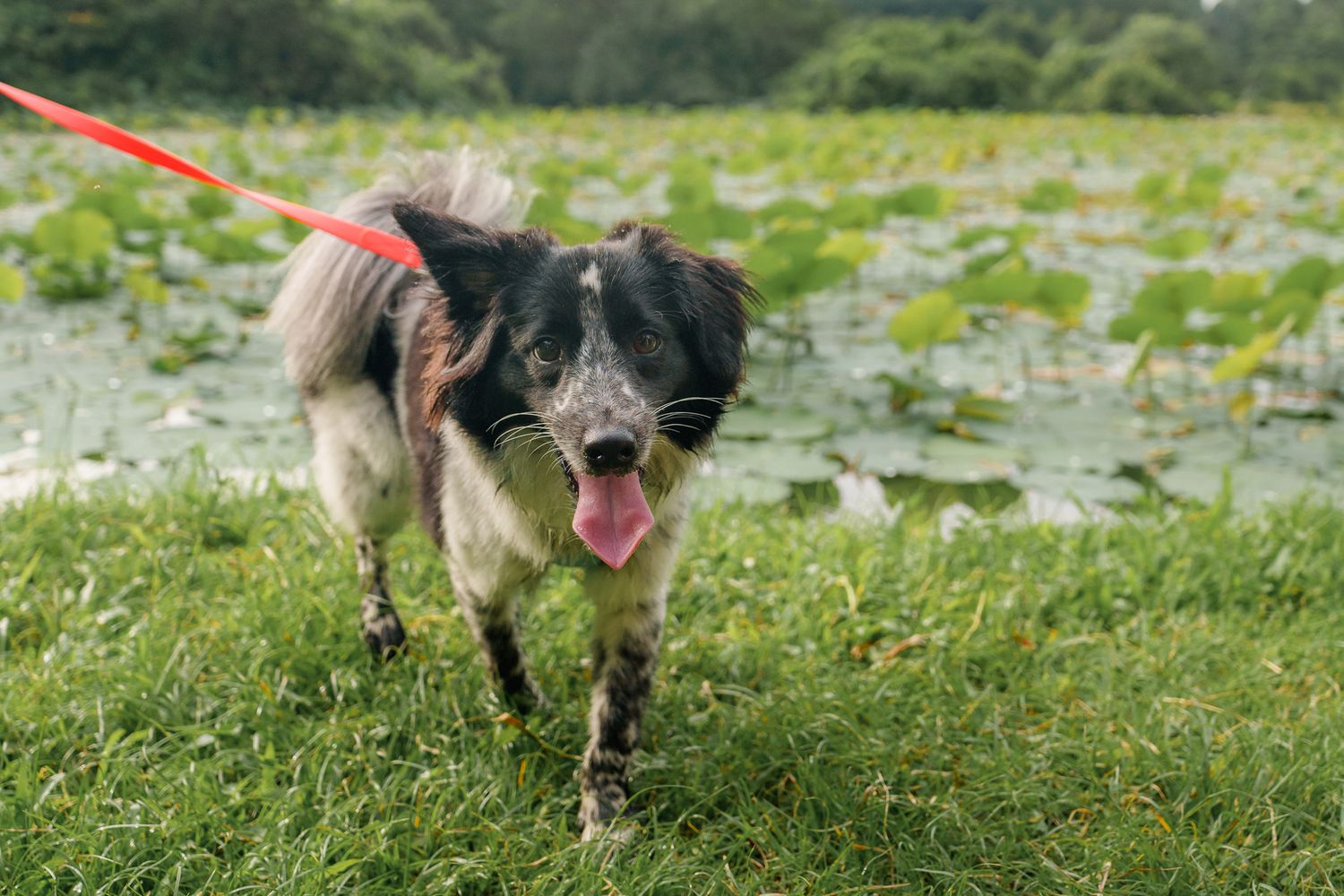 Dog walking on grassy field with lily pads visible in background at Pulau Ubin