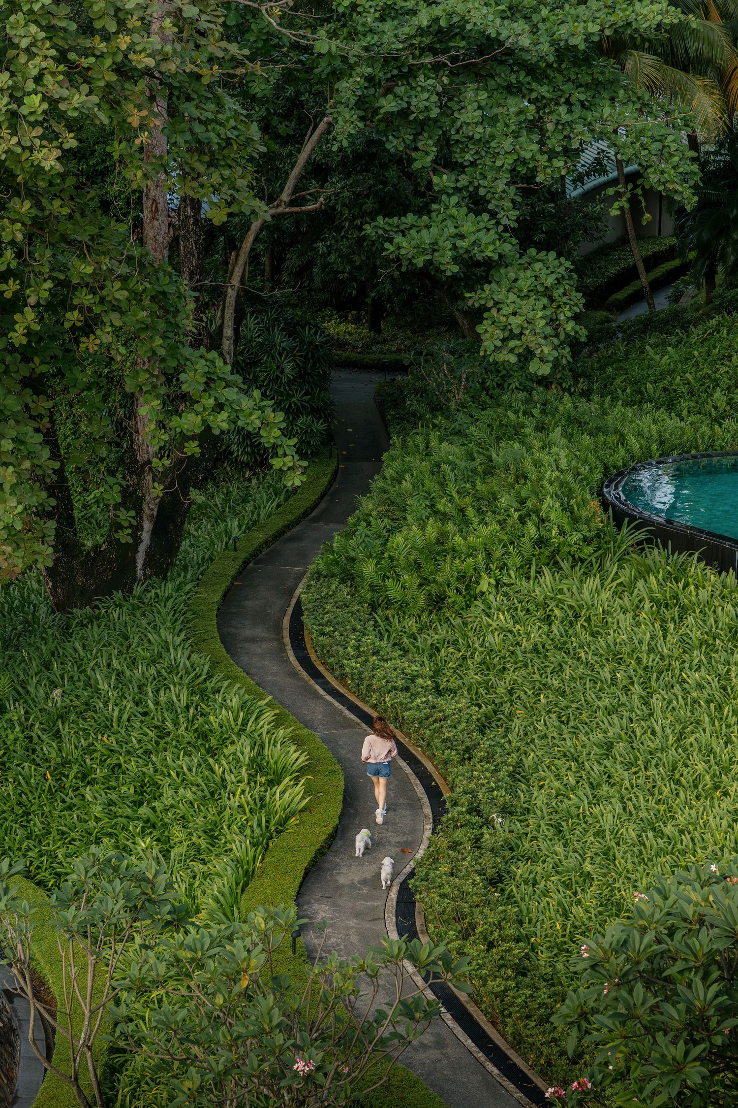 A lady and her two small white dogs running through a curved garden pathway, through lush green foliage at Capella Singapore