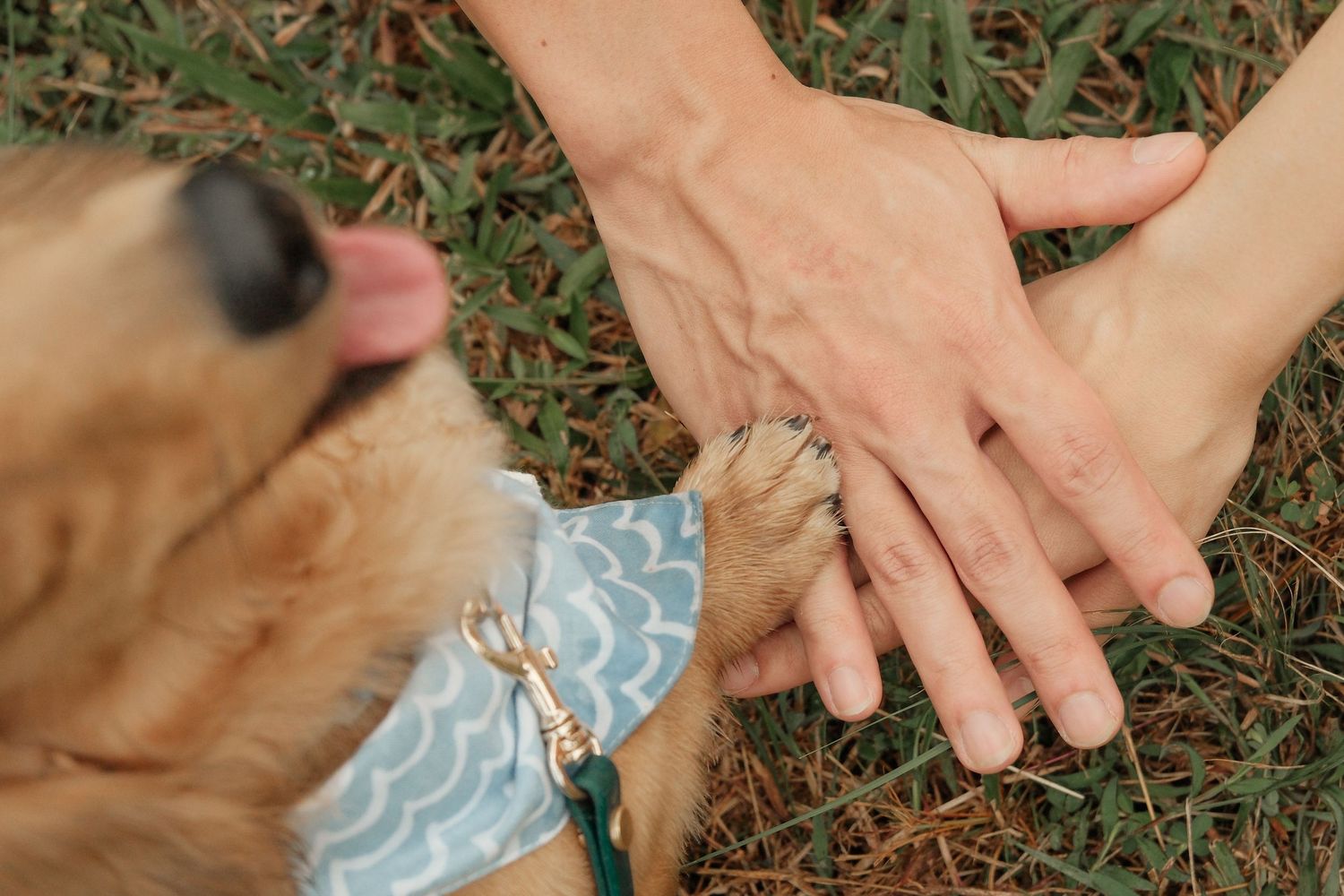 Hands reaching down to pet a golden retriever wearing a blue bandana.
