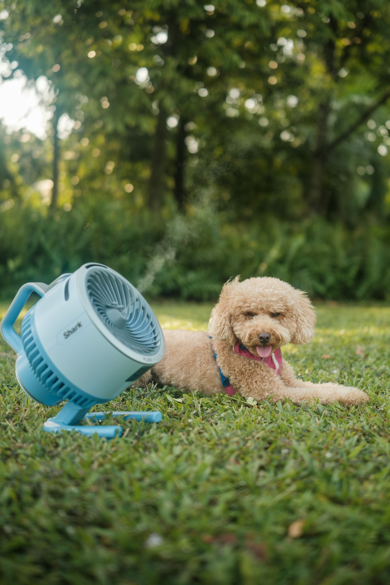 A small fluffy dog lies on grass next to a fan in a garden setting at Gardens by the Bay