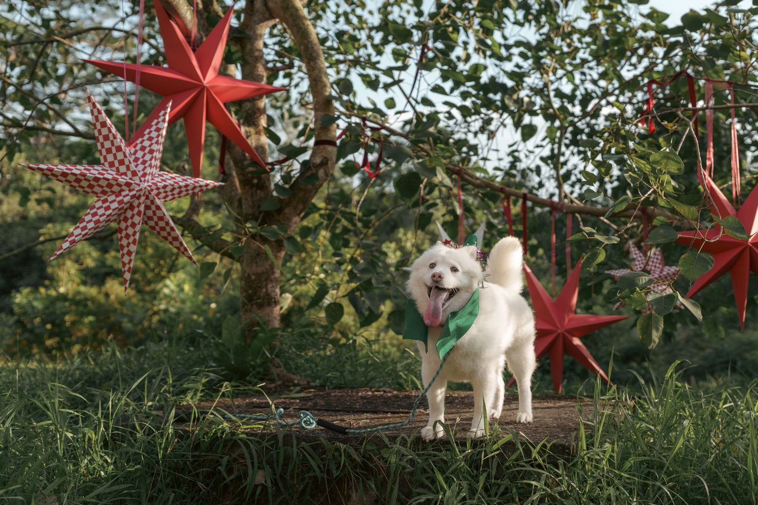 White and red star decorations hang from tree branches in dappled sunlight.