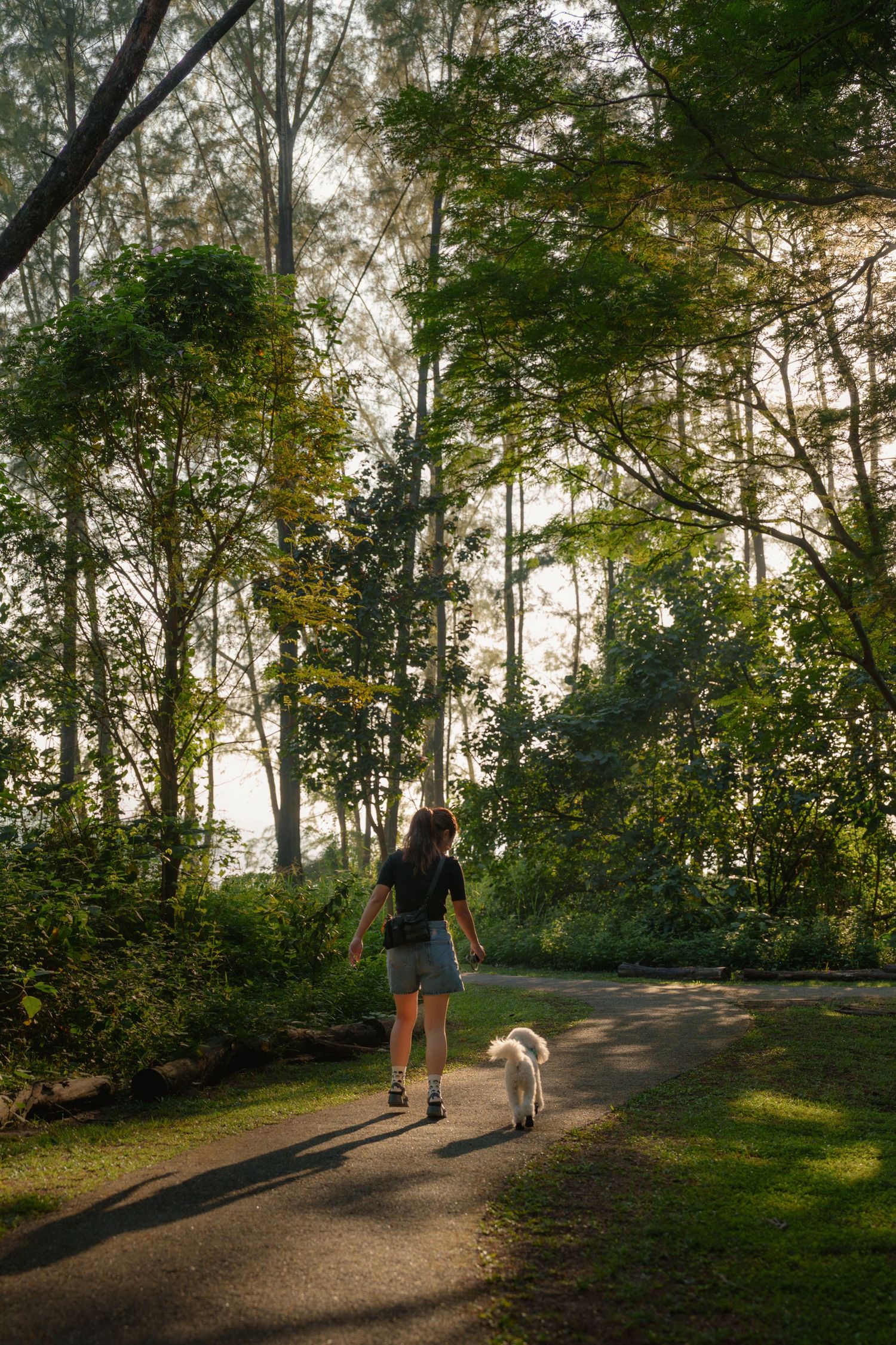 A lady and her small white dog walk along a sunlit forest path during golden hour as rays of light filter through the trees at Coney Island