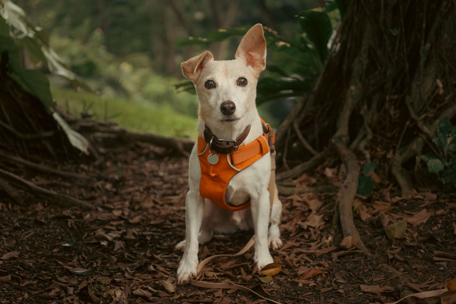 White dog with orange collar exploring a wooded trail.