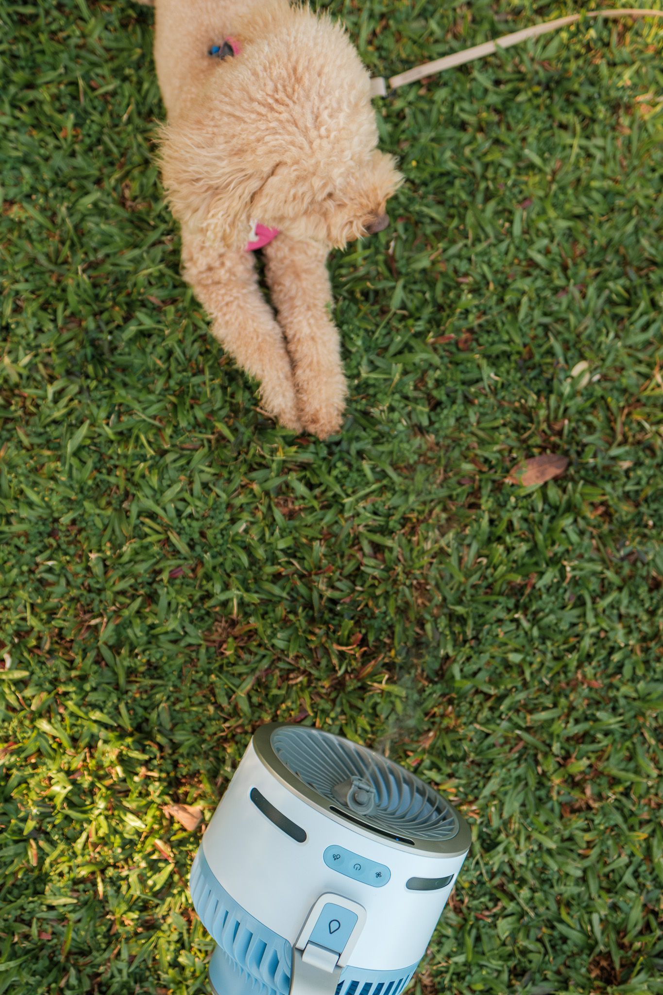 Fluffy goldendoodle puppy investigates a small blue portable fan on green grass in summer at Gardens by the Bay