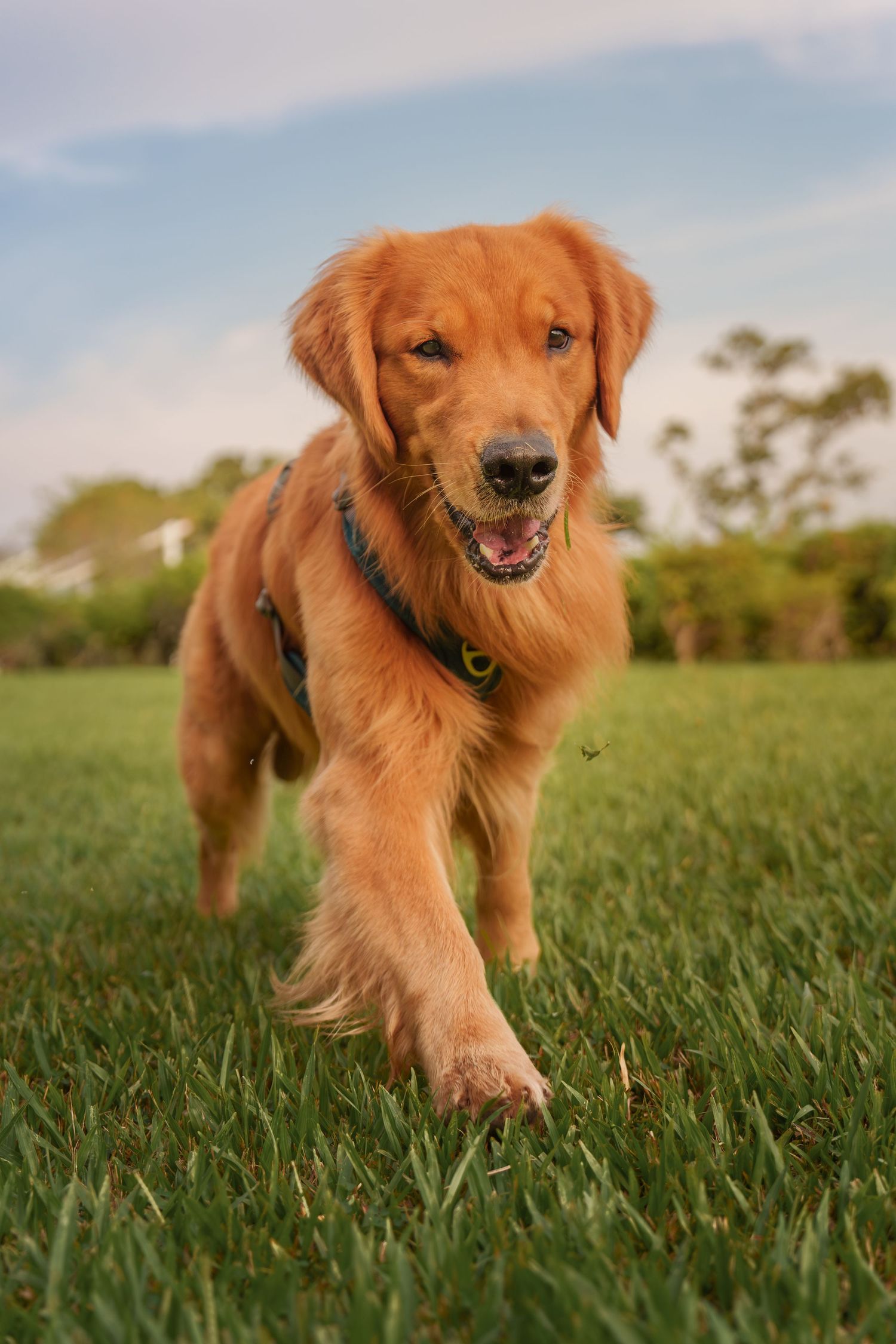 Close-up sequence of a happy Golden Retriever running and playing in green grass on a sunny day at East Coast Park Singapore
