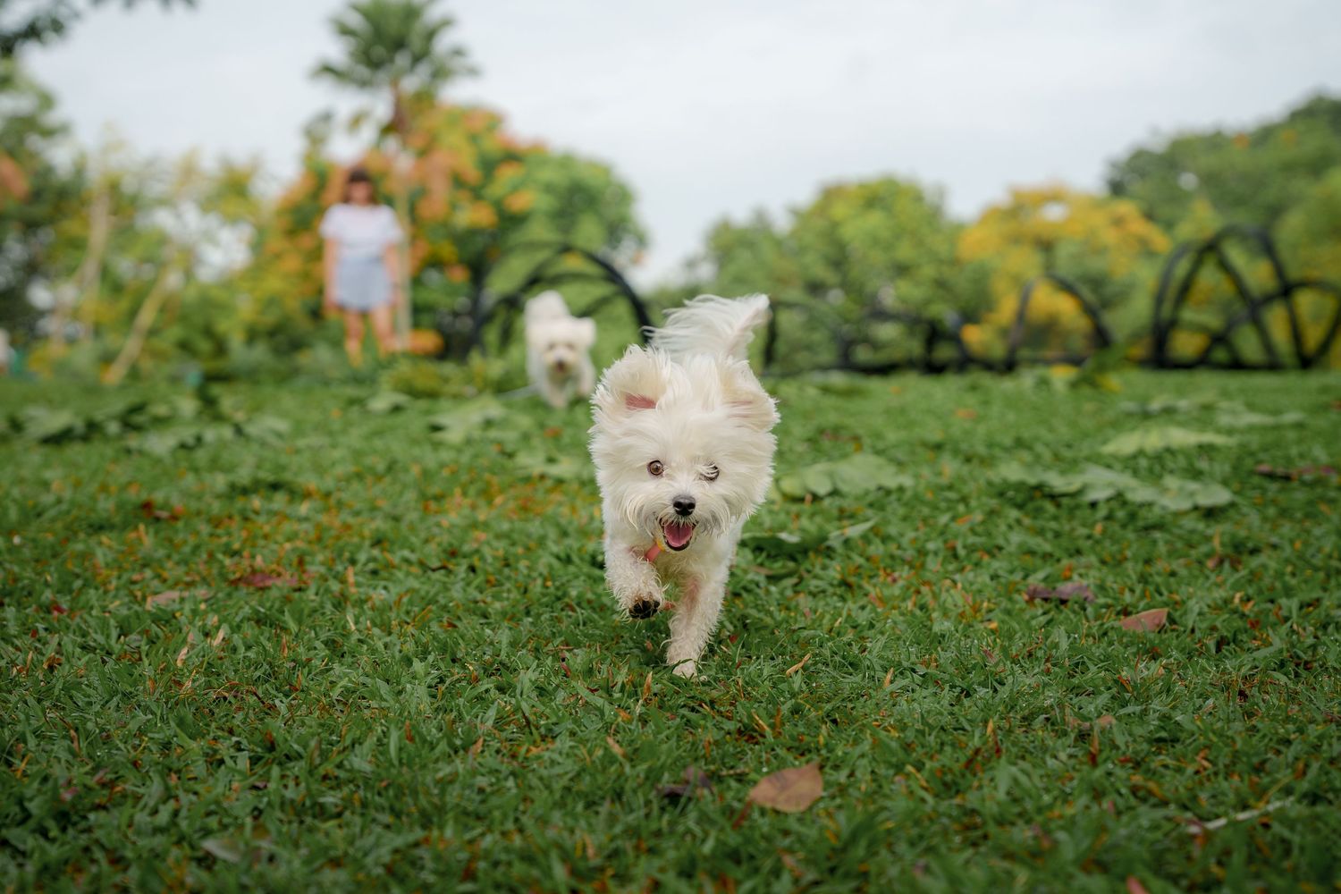 Small white maltese puppy running and playing in a grassy field with orange flowers on a sunny day at Capella Singapore