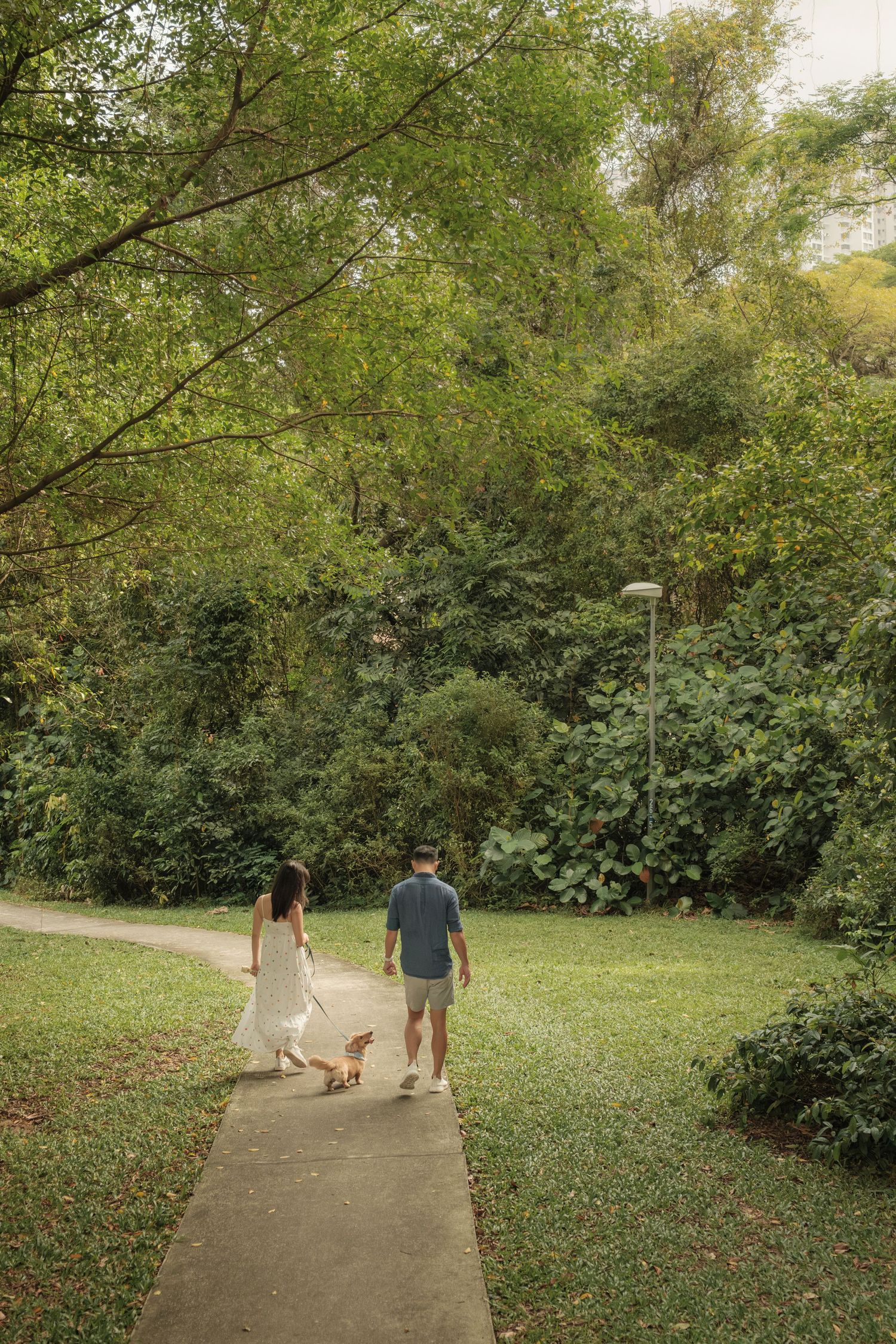 A couple and their dog strolling along a scenic park pathway surrounded by lush greenery.