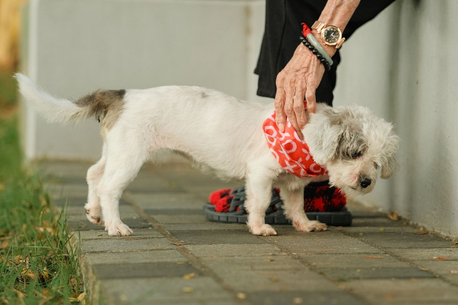 Small white dog walking on leash along outdoor pathway.
