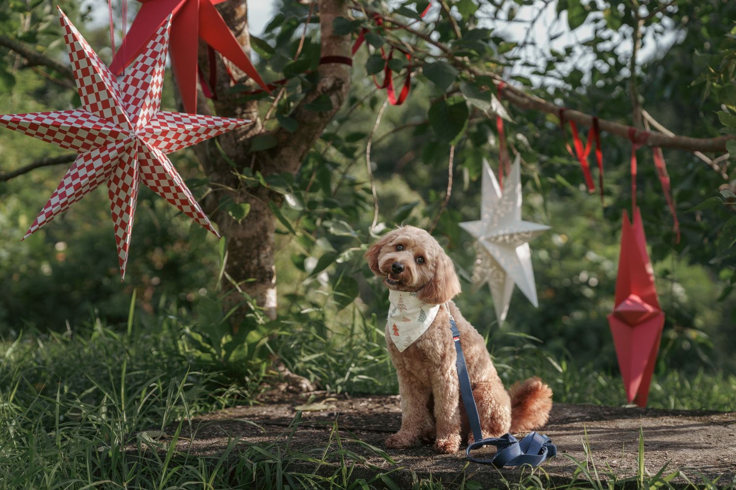 Decorative paper stars in red and white patterns hang from tree branches.