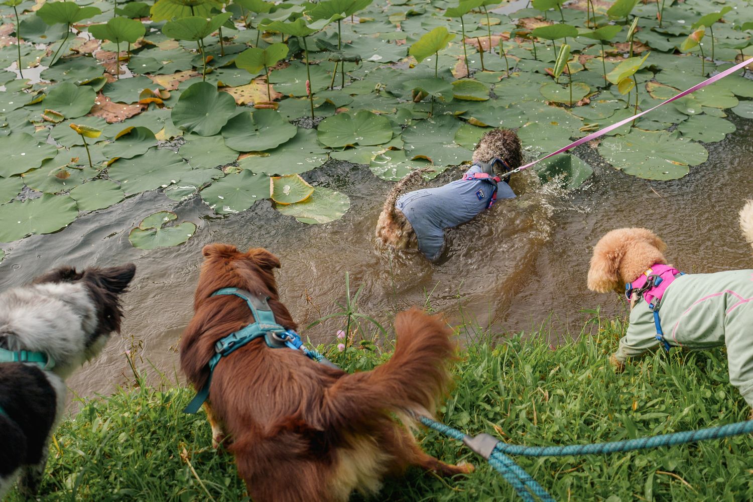 Dogs on leashes exploring pond edge surrounded by lily pads and grass at Pulau Ubin