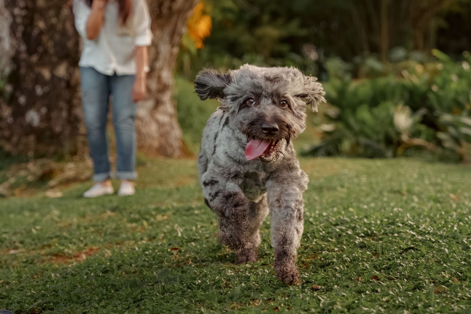 Grey and white dogs playing together on grassy terrain.