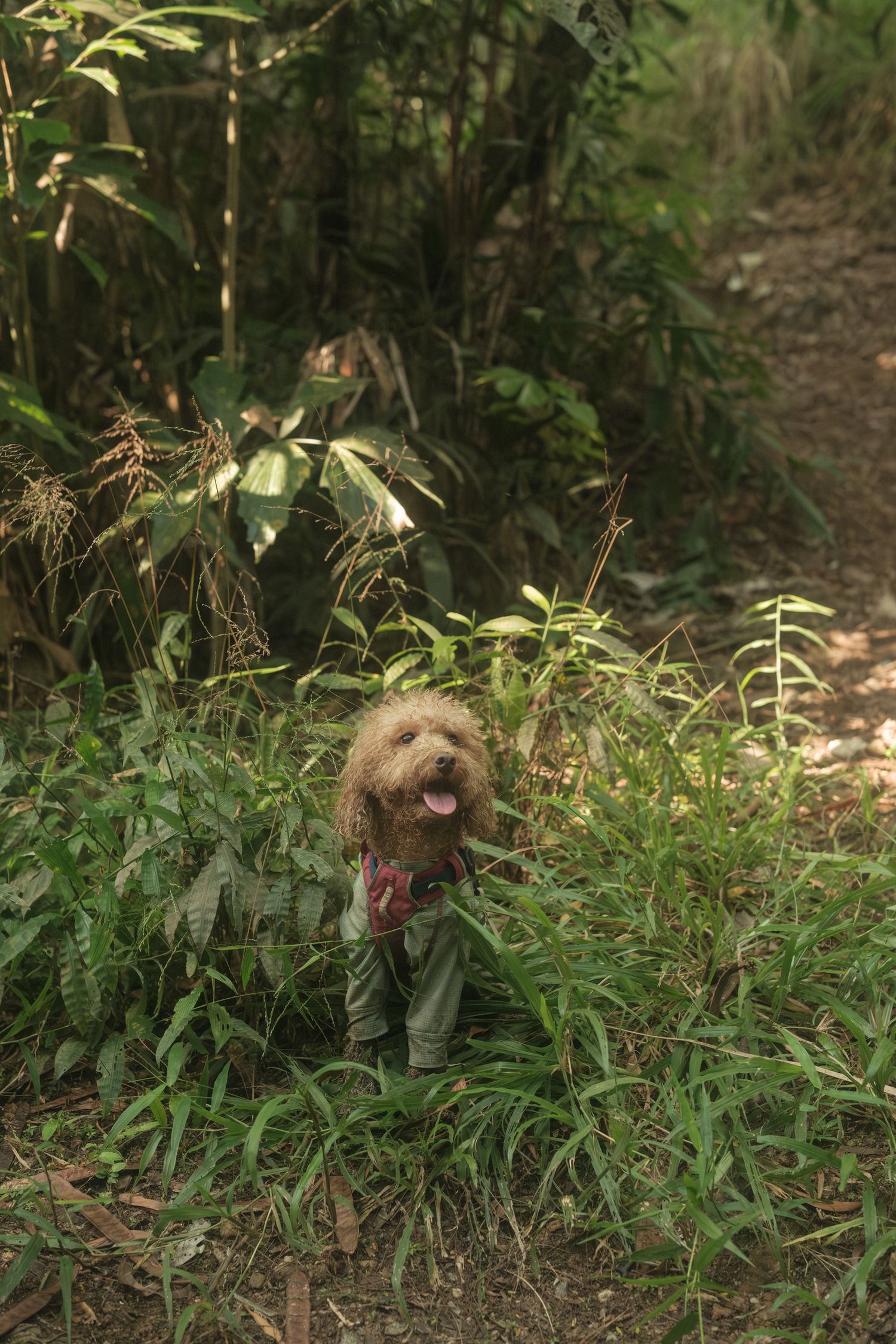 A fluffy brown dog peeks through lush green foliage in a natural setting.