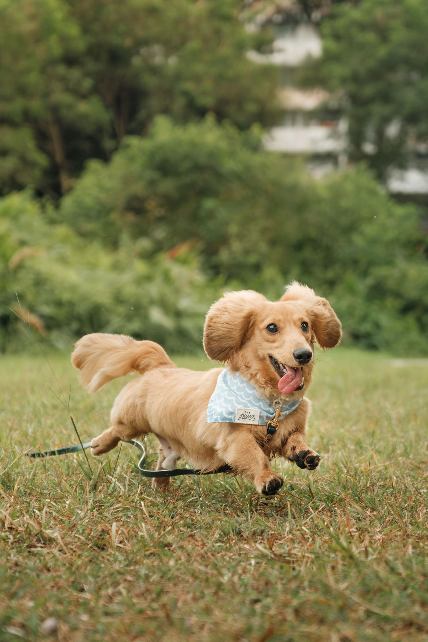 Golden retriever puppy running and playing energetically in the grass.