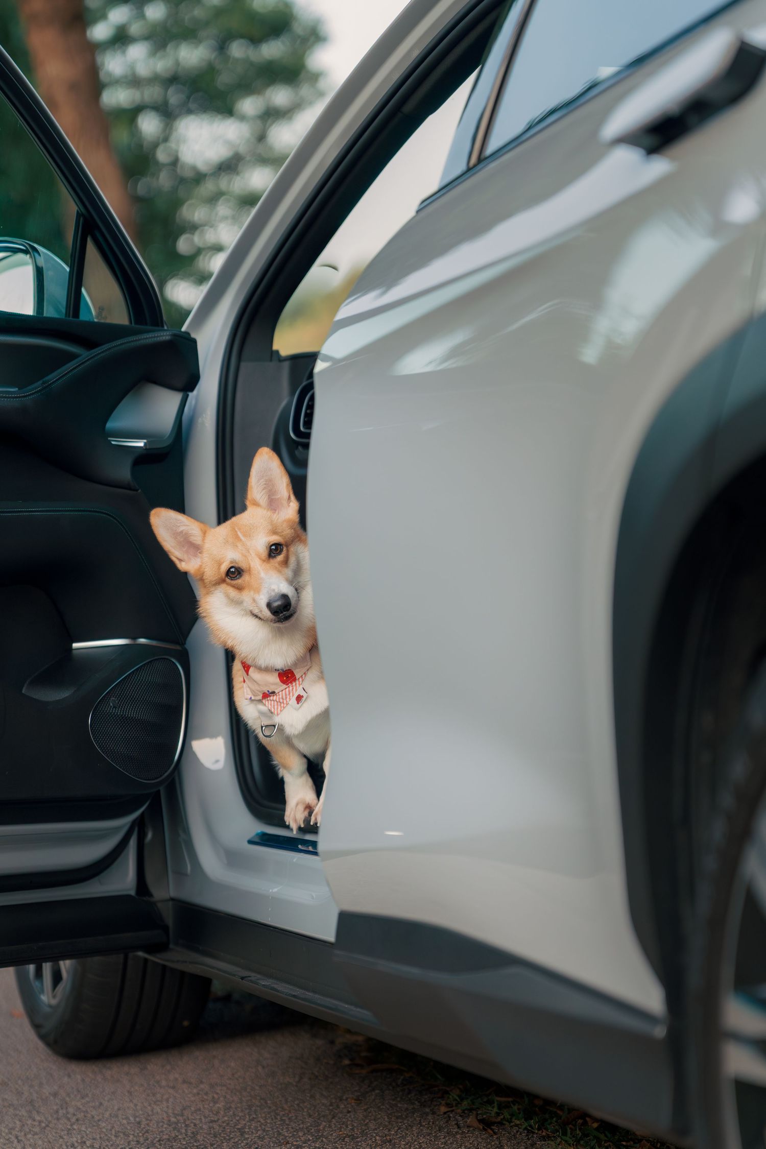 A cute Corgi dog peeks out from an open car door of a silver vehicle, wearing a floral bandana.