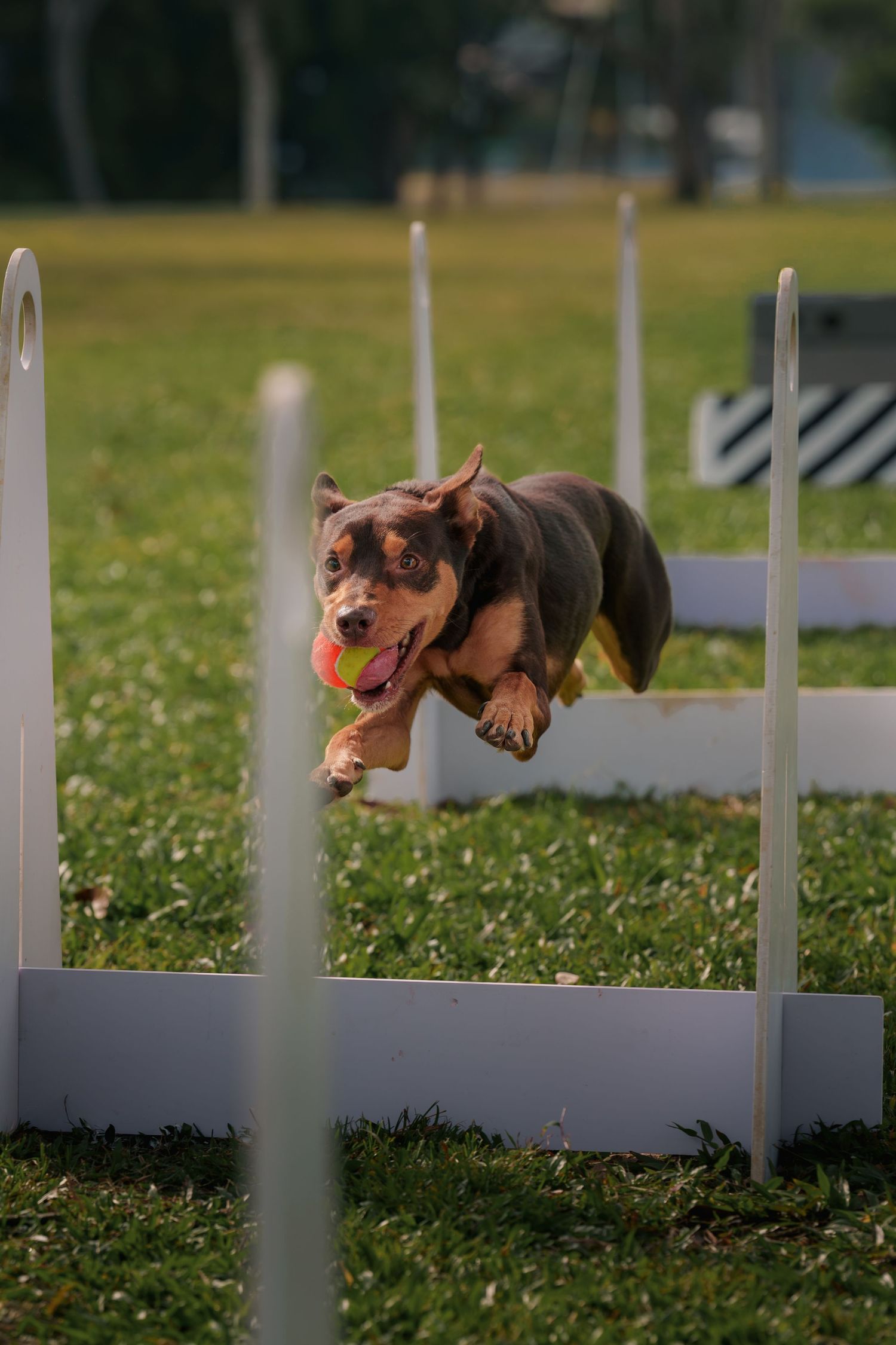 Athletic brown dog leaping over an agility course jump bar fly ball on a grassy field during training.