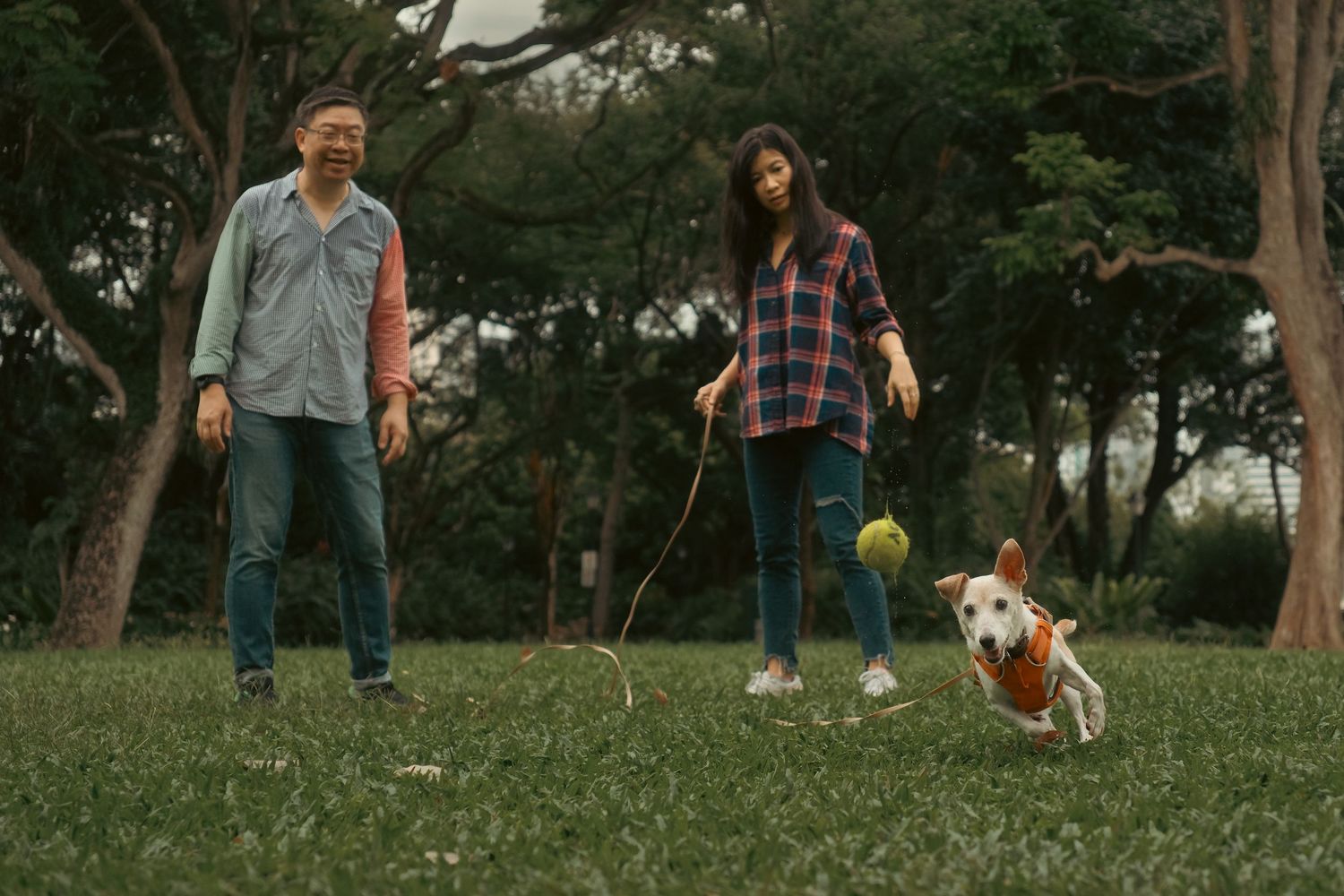 A dog and people walking together in a lush green park on a sunny day.