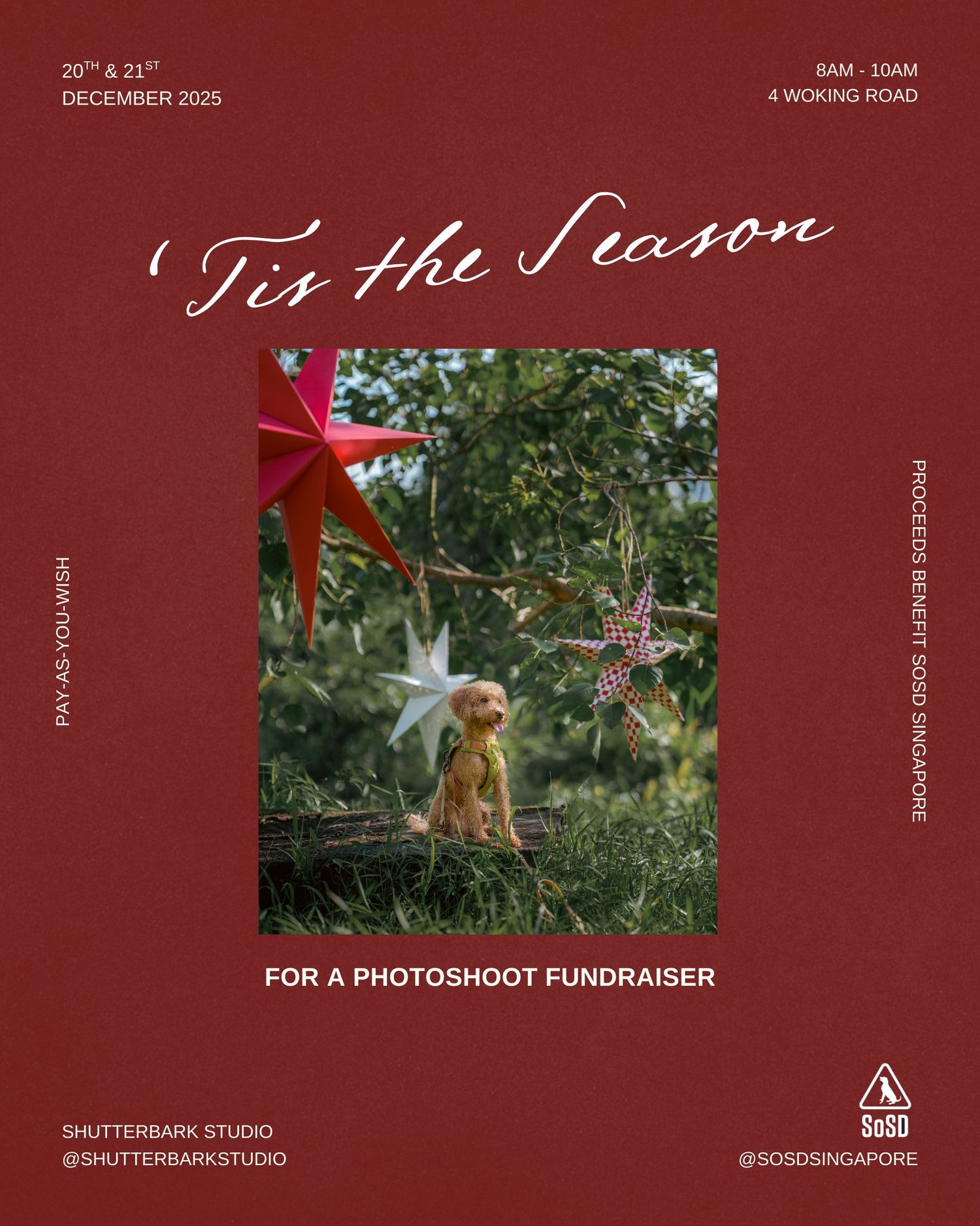 Red holiday promotional banner featuring outdoor dog photography session with decorative stars.