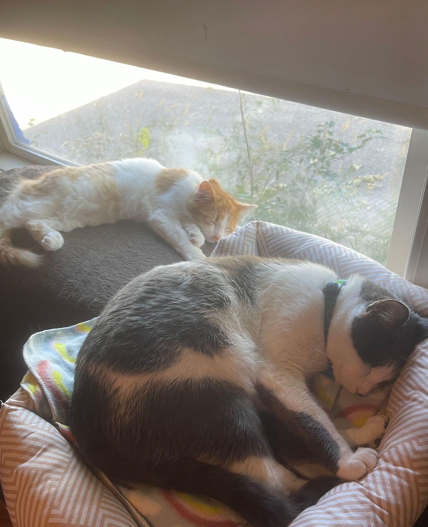 Maple and Appa