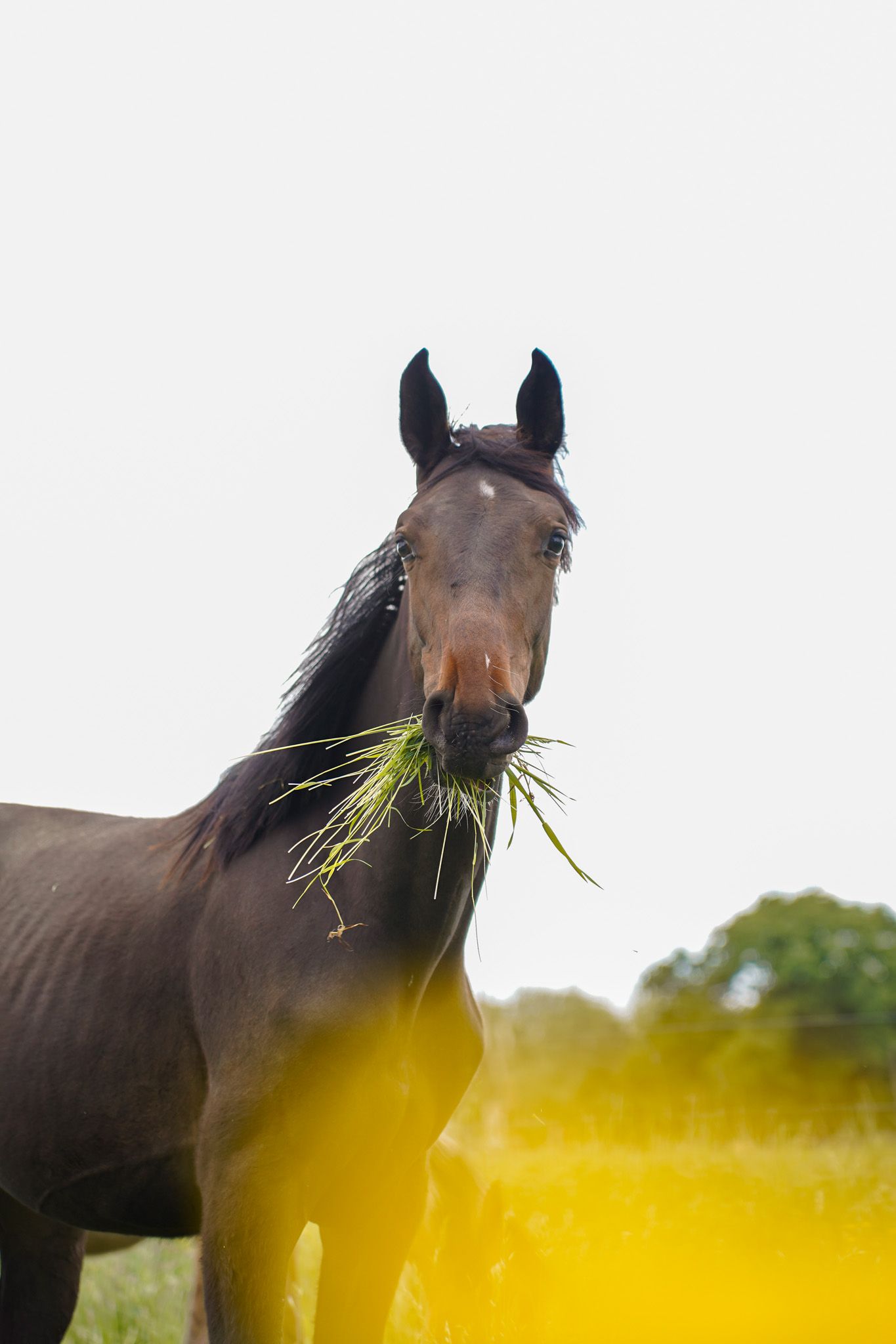 Dark horse munching on fresh grass with a golden sunset glow in the background.