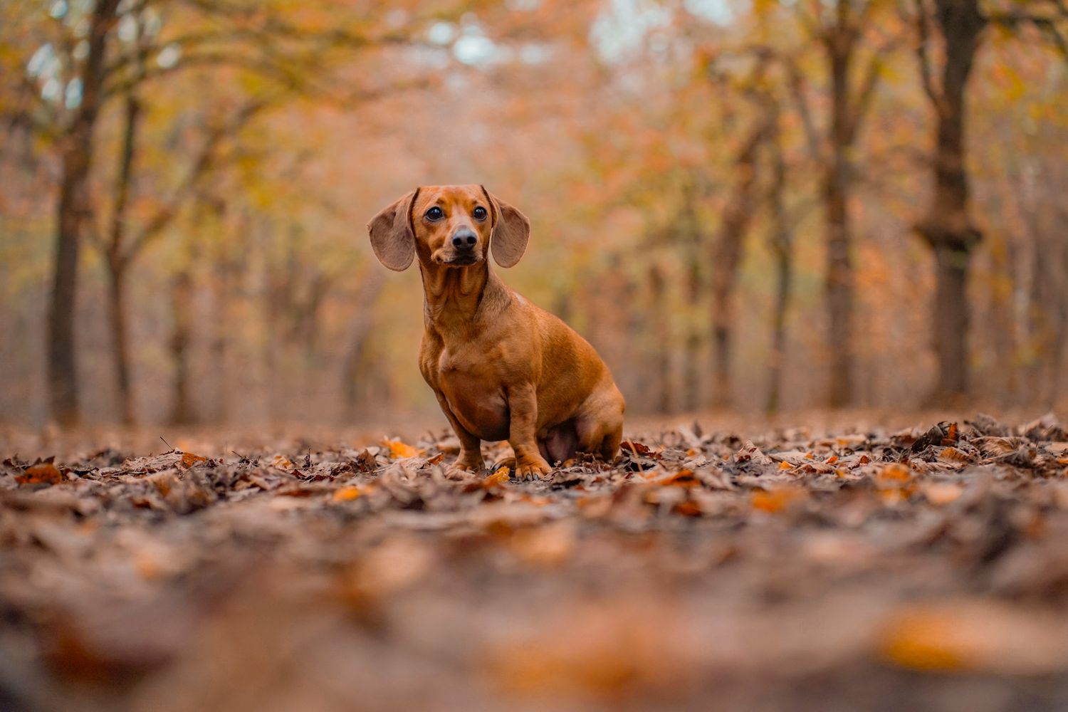 Vizsla dog sitting in autumn forest surrounded by fallen orange leaves at sunset.