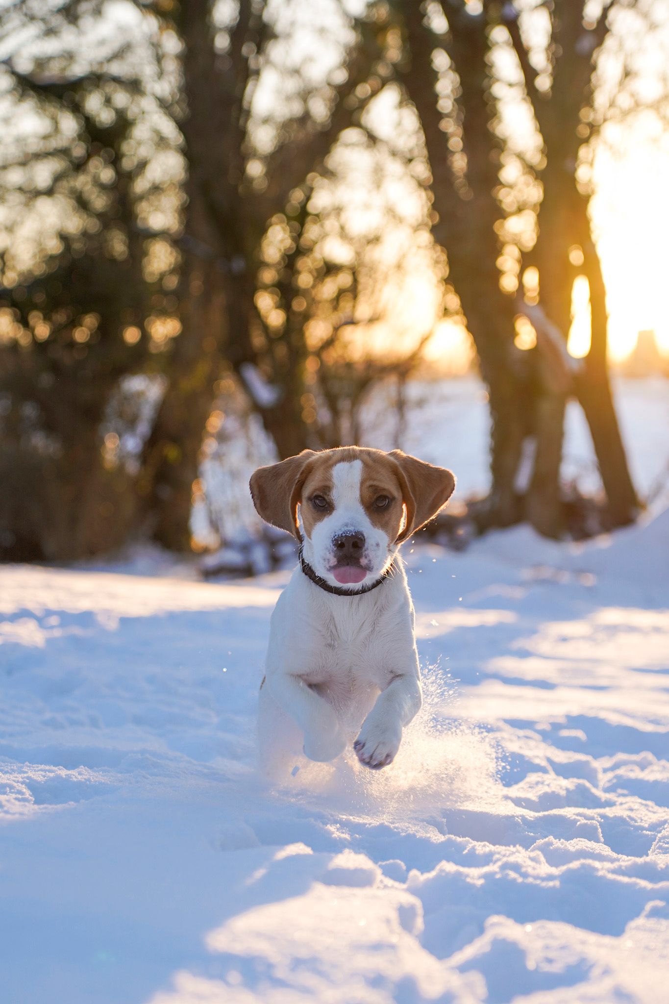 White and brown dog playing and running through snowy landscape at sunset.