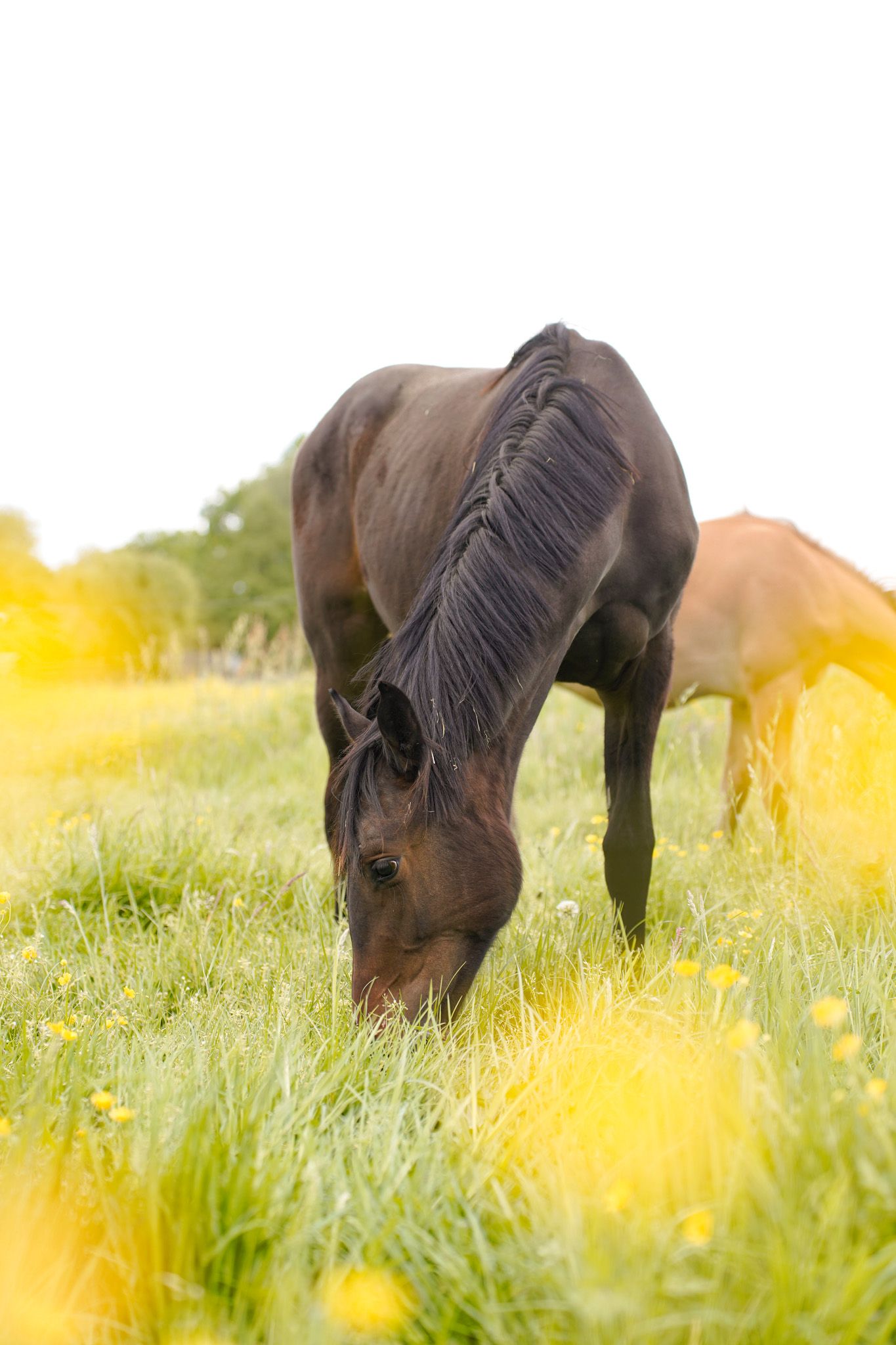 Horses grazing in a sunlit meadow filled with yellow wildflowers.