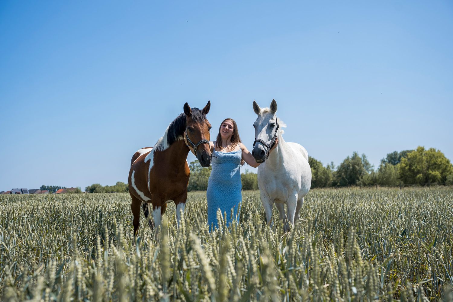 Two horses, one brown and one white, stand together in a sunny wheat field.
