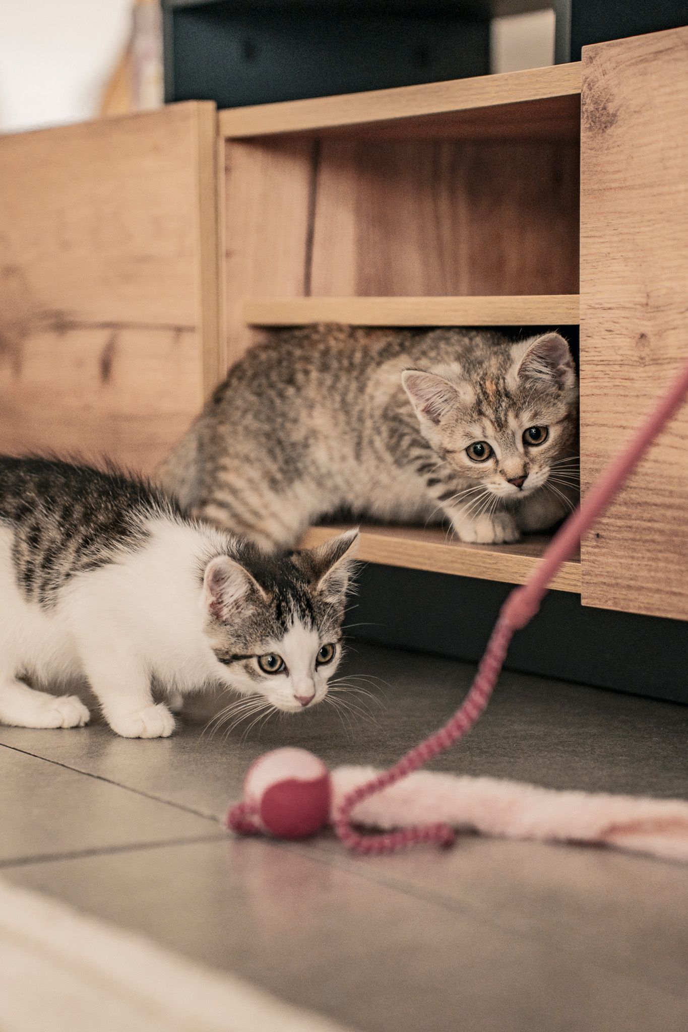 Playful kitten stalking pink rope toy under wooden cabinet.