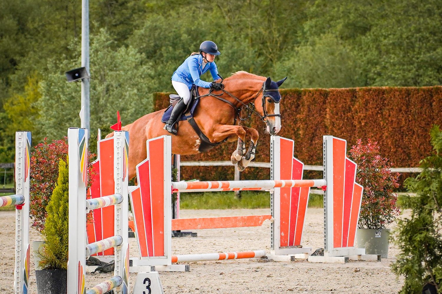 Equestrian rider in blue jacket jumping a chestnut horse over a red and white show jumping fence.