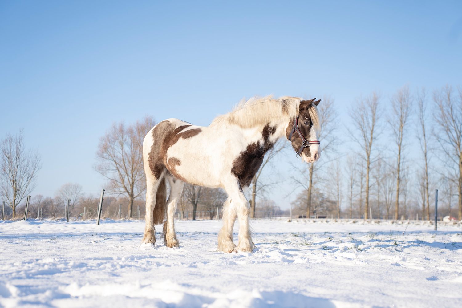 A white horse stands in a snowy field with bare trees in the background.