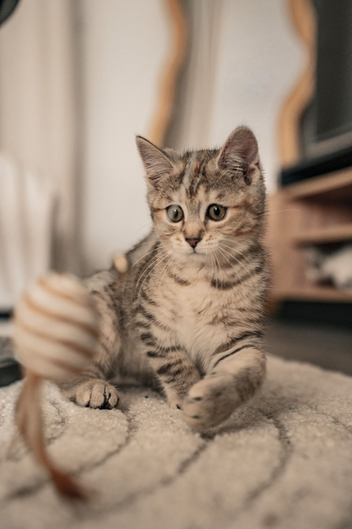 Scottish Fold cat lounging on gray carpet with alert expression.