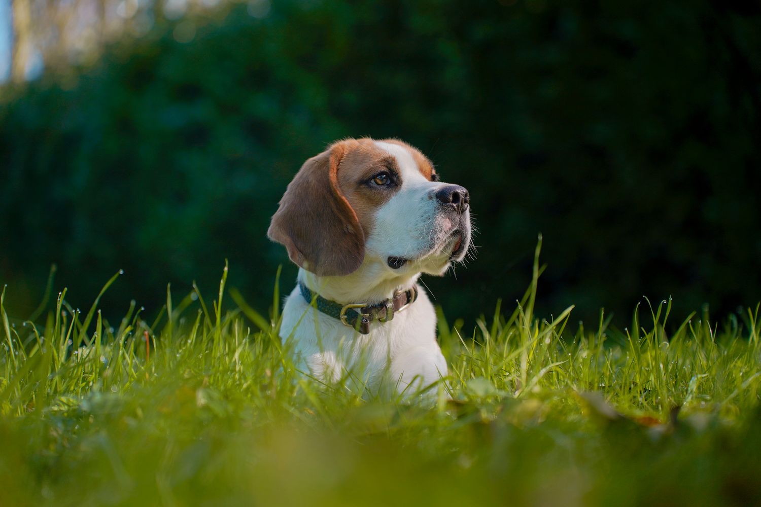 A brown and white beagle rests in lush green grass against a dark background.