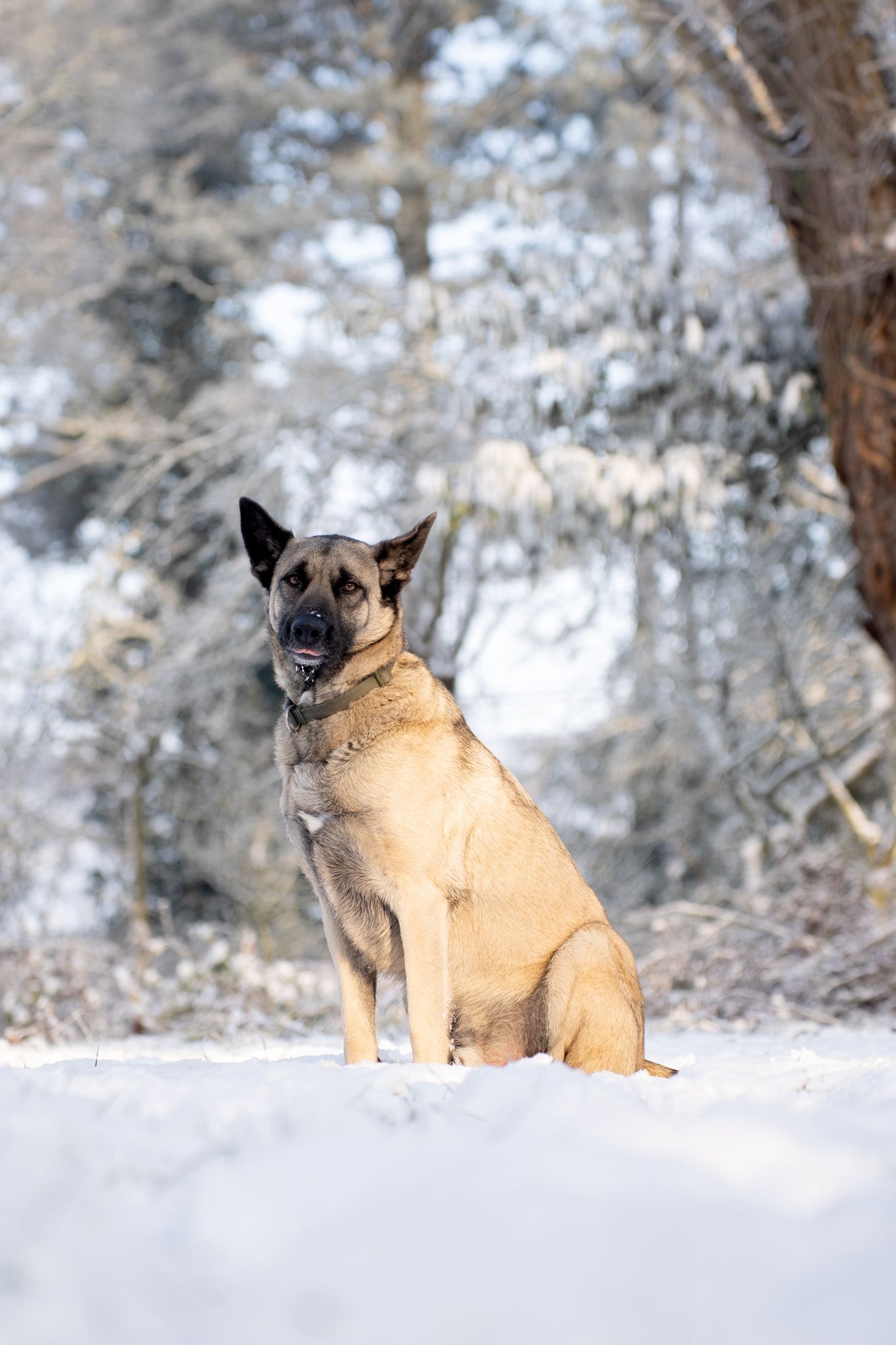 A tan-colored dog sits calmly in deep snow with frost-covered trees in the background.