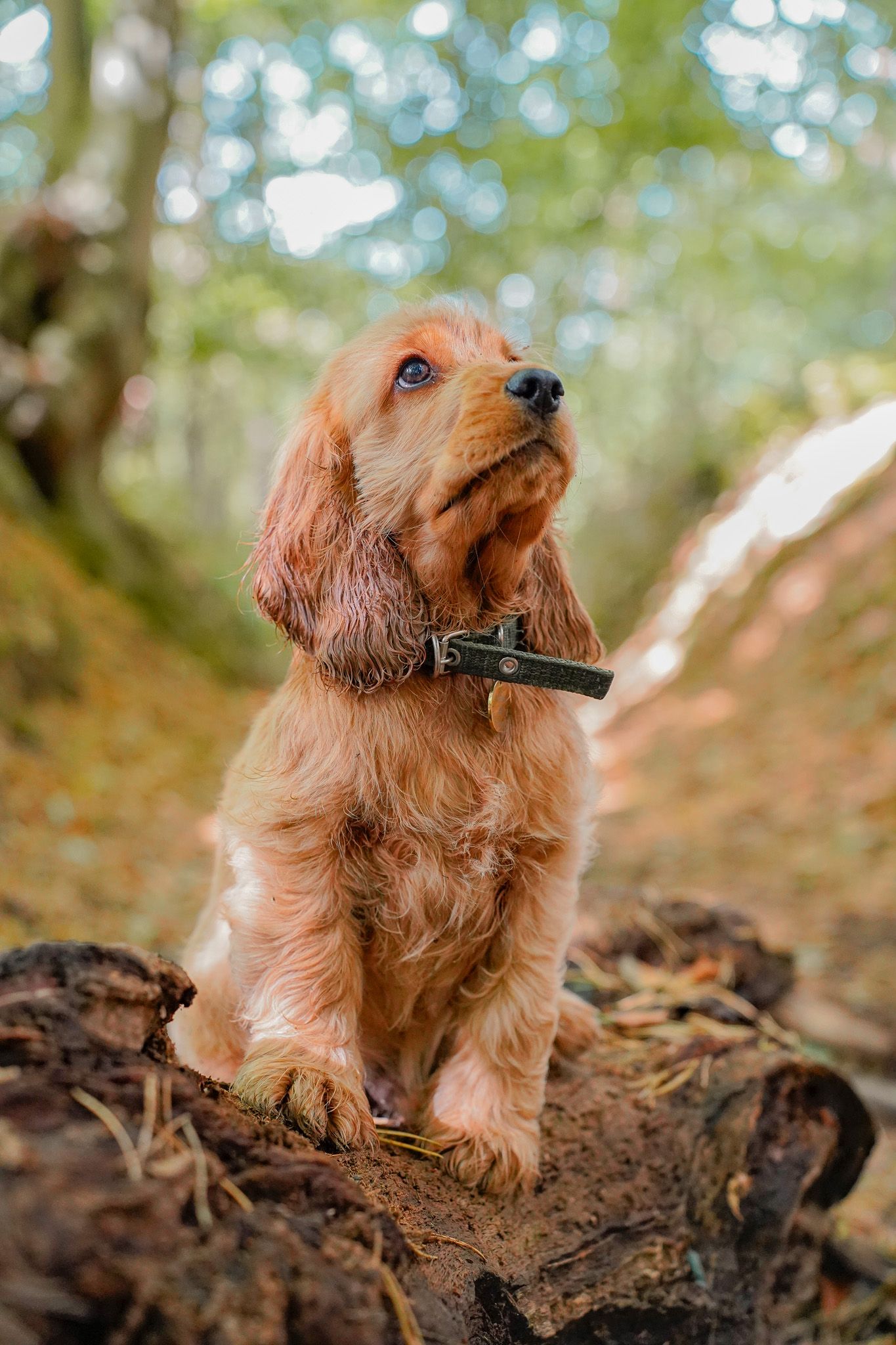 A cocker spaniel with golden fur sits attentively on a fallen tree trunk in dappled sunlight.