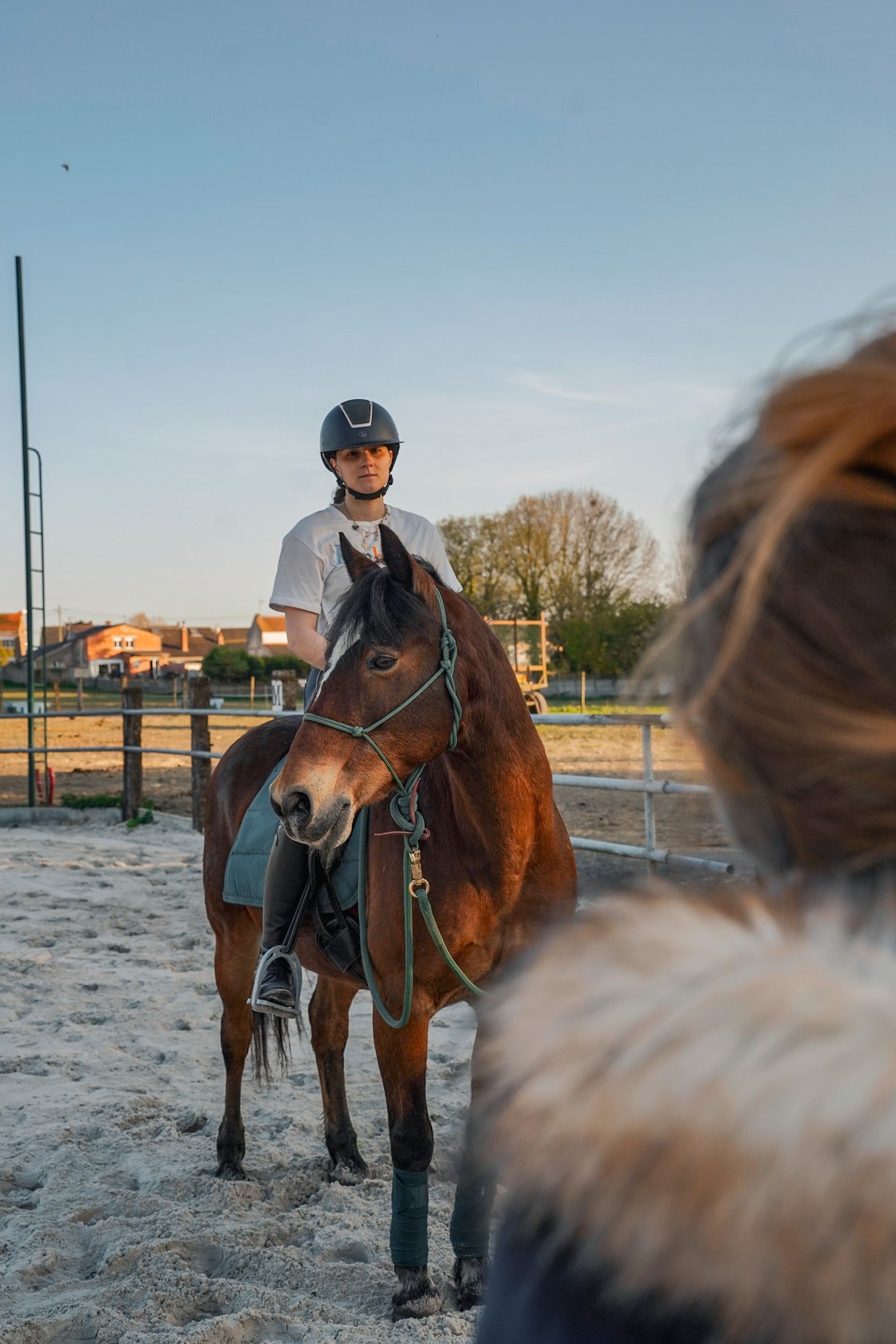 Brown horse in riding arena during equestrian training session on sunny day.