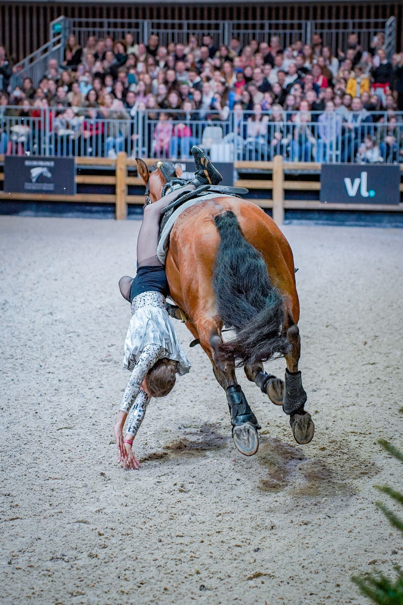 Horses perform ground-level stunts during indoor equestrian show.