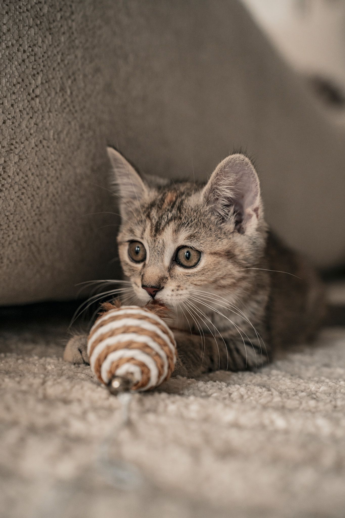Tabby cat peeking out from under furniture with a striped toy.