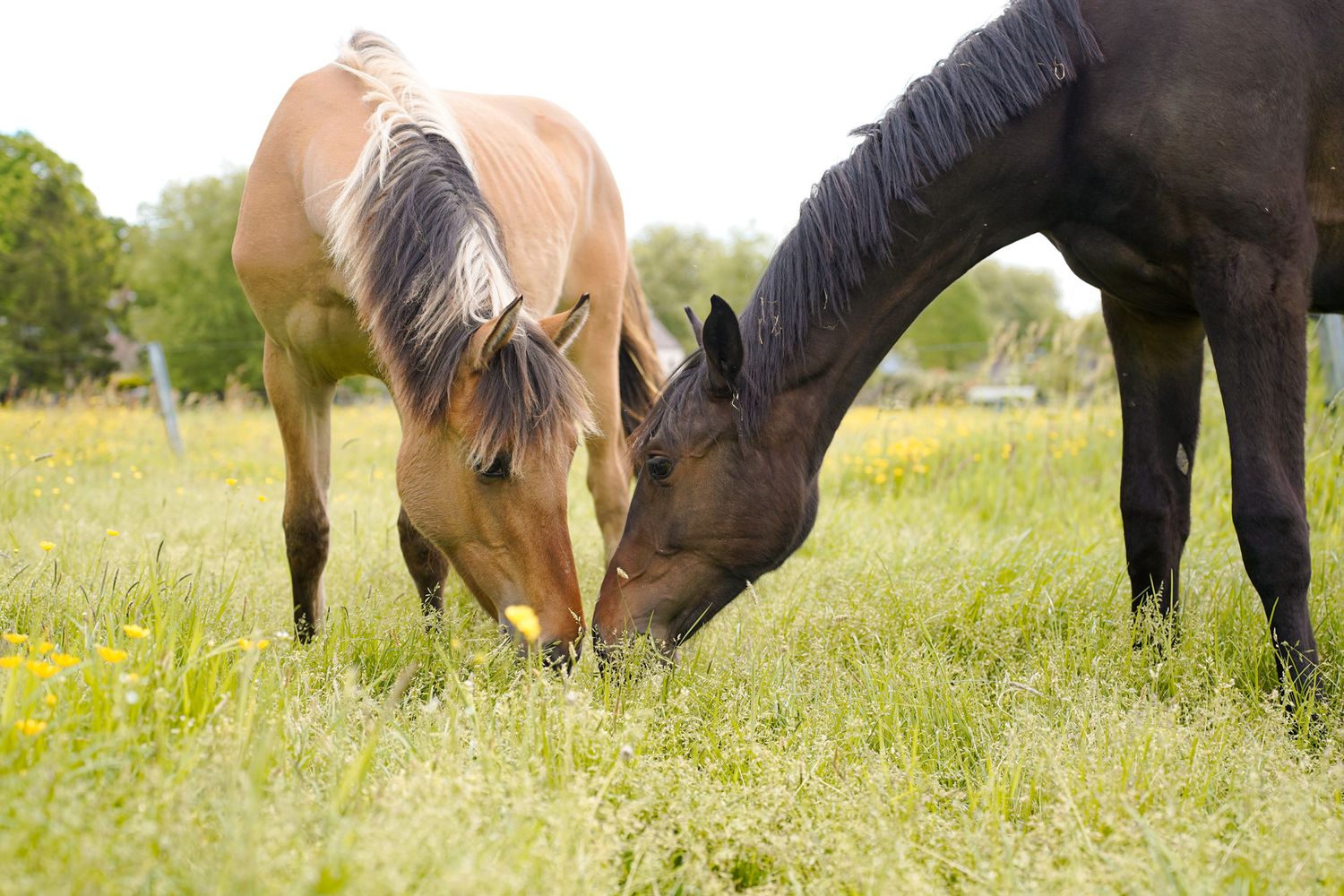 Multiple horses grazing together in a grassy field during summer.