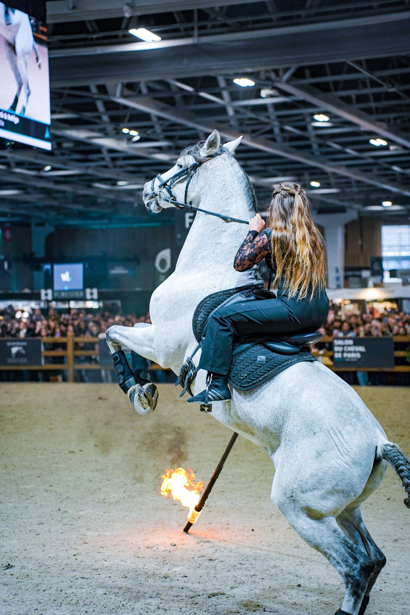 White horse rears up during dramatic performance with fire element in indoor arena.